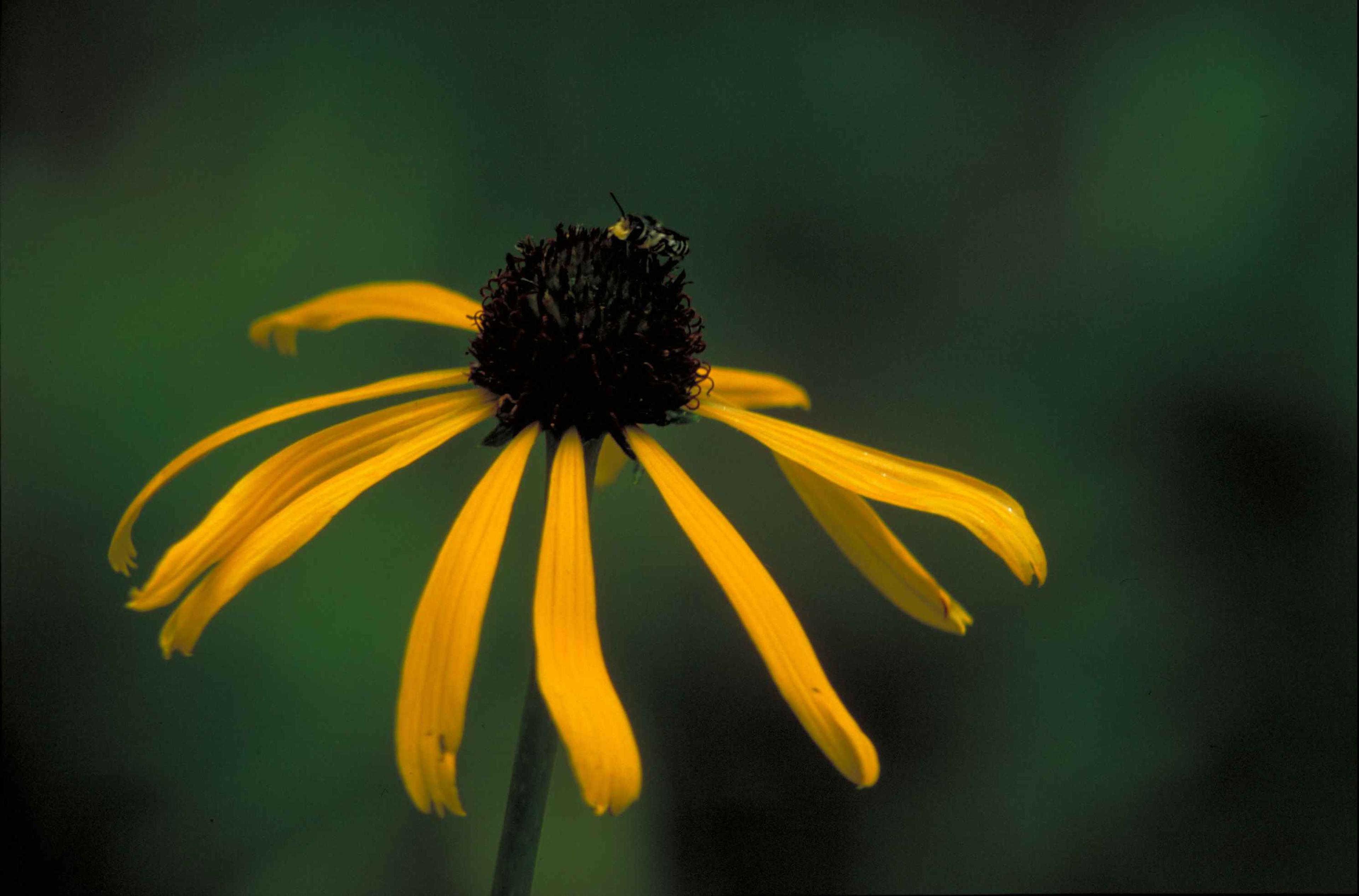 Pale Purple Coneflower (Echinacea Paradoxa) — making it a suitable choice for mid-border plantings or as an eye-catching focal point