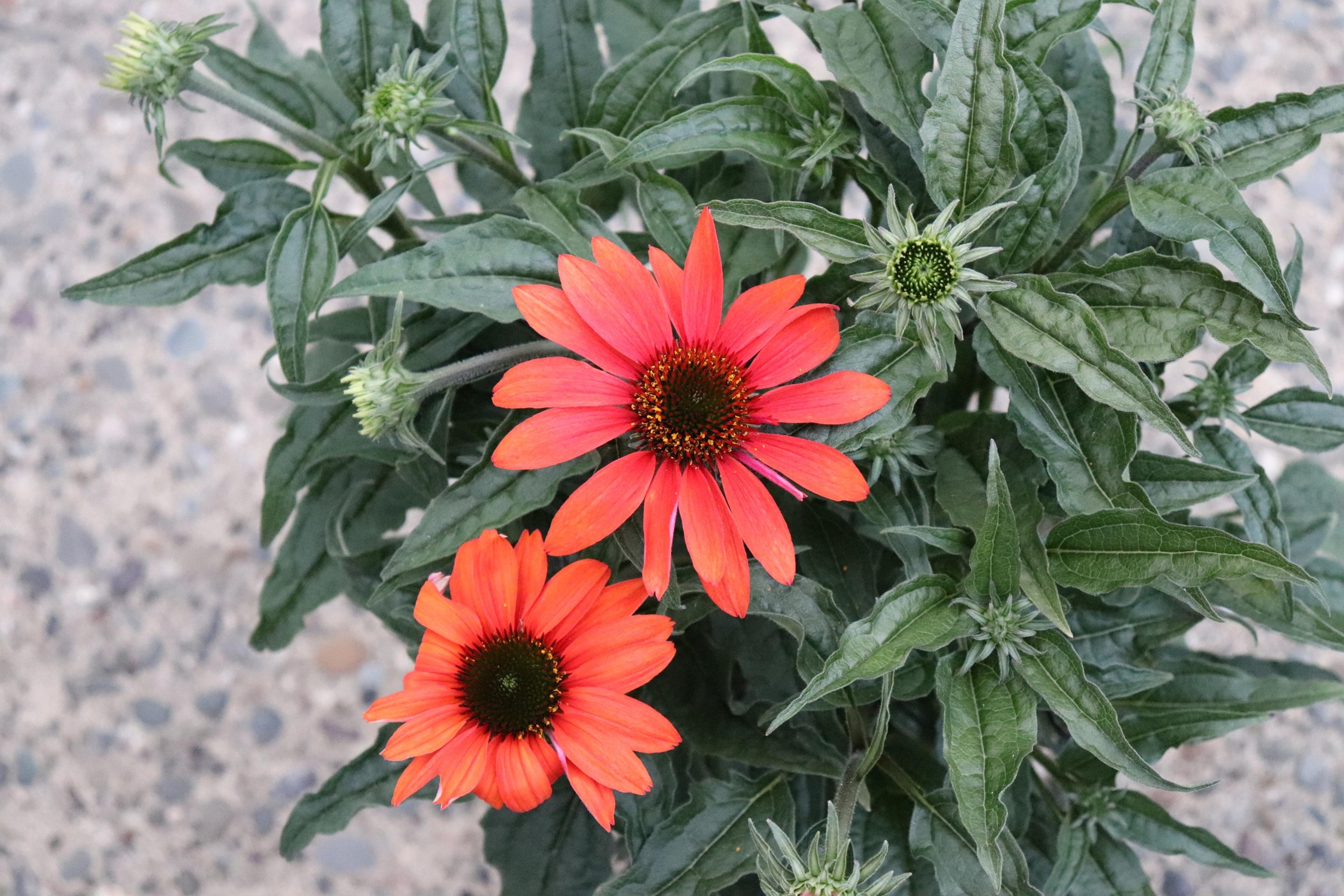 Cheyenne Spirit Coneflower (Echinacea 'Cheyenne Spirit') — perennial for full