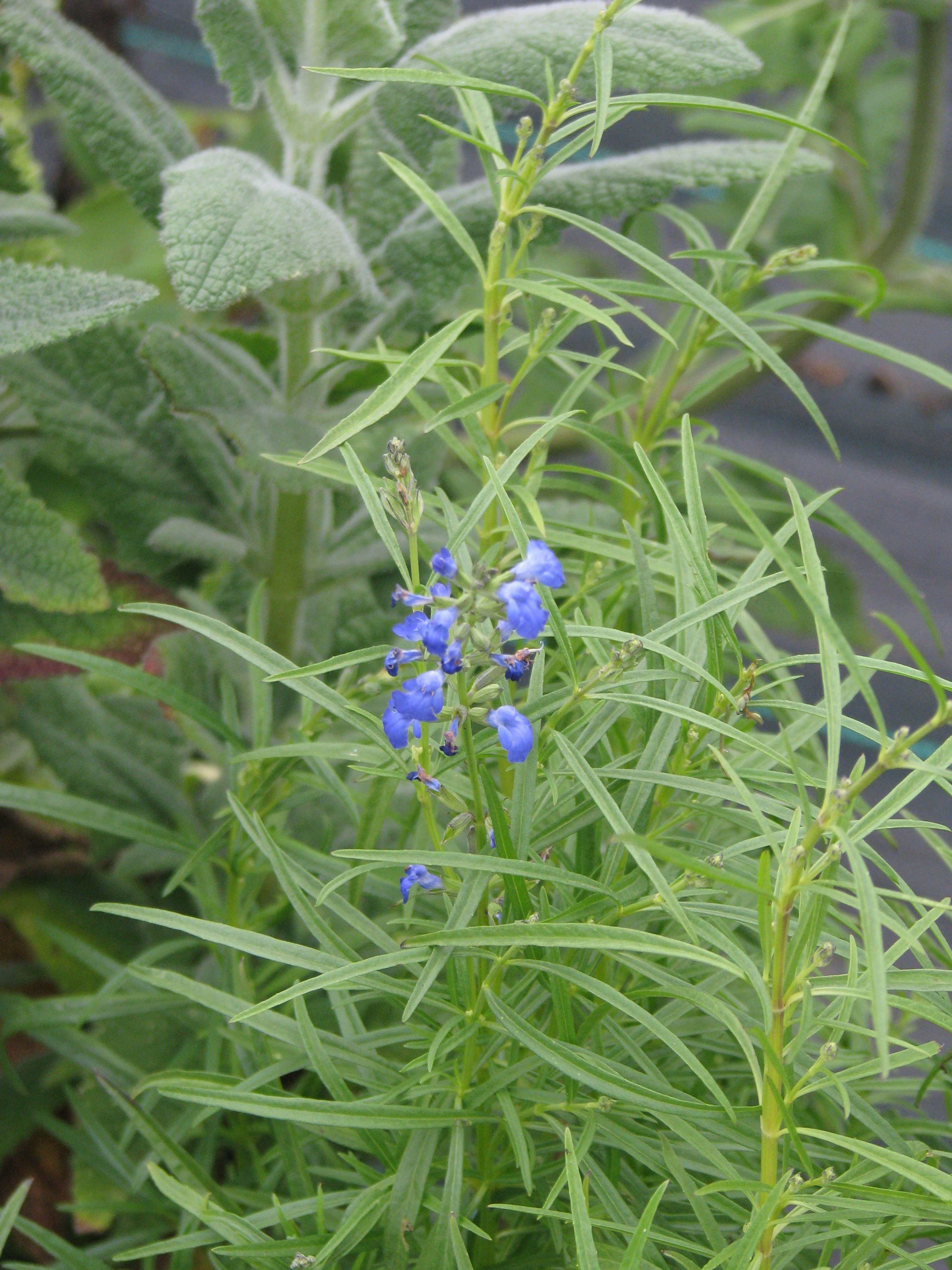 West Texas Sage (Salvia Reptans) — scientifically known as Salvia reptans