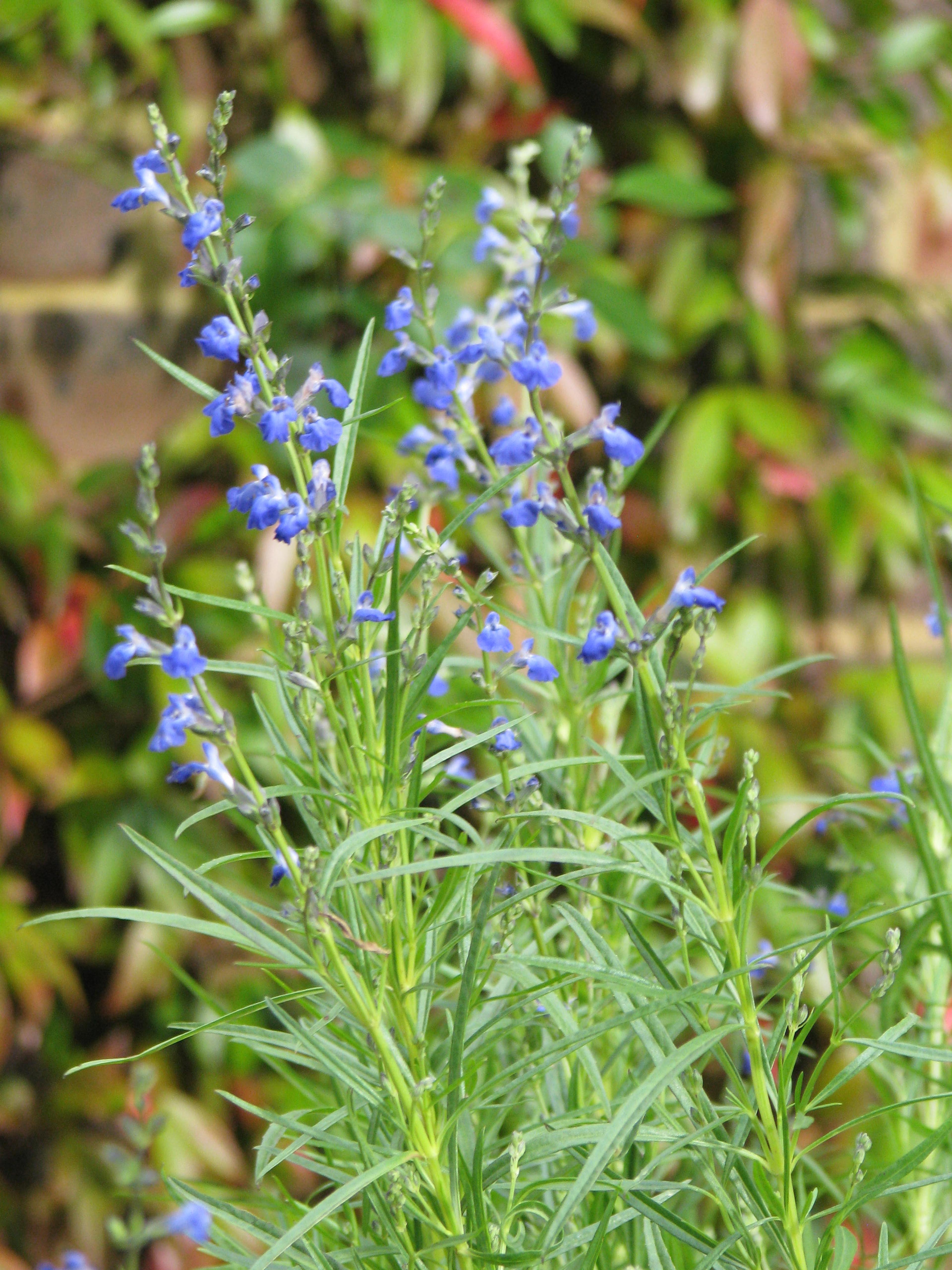 West Texas Sage (Salvia Reptans) — Reaching 3-4 feet in height with a 2-foot spread