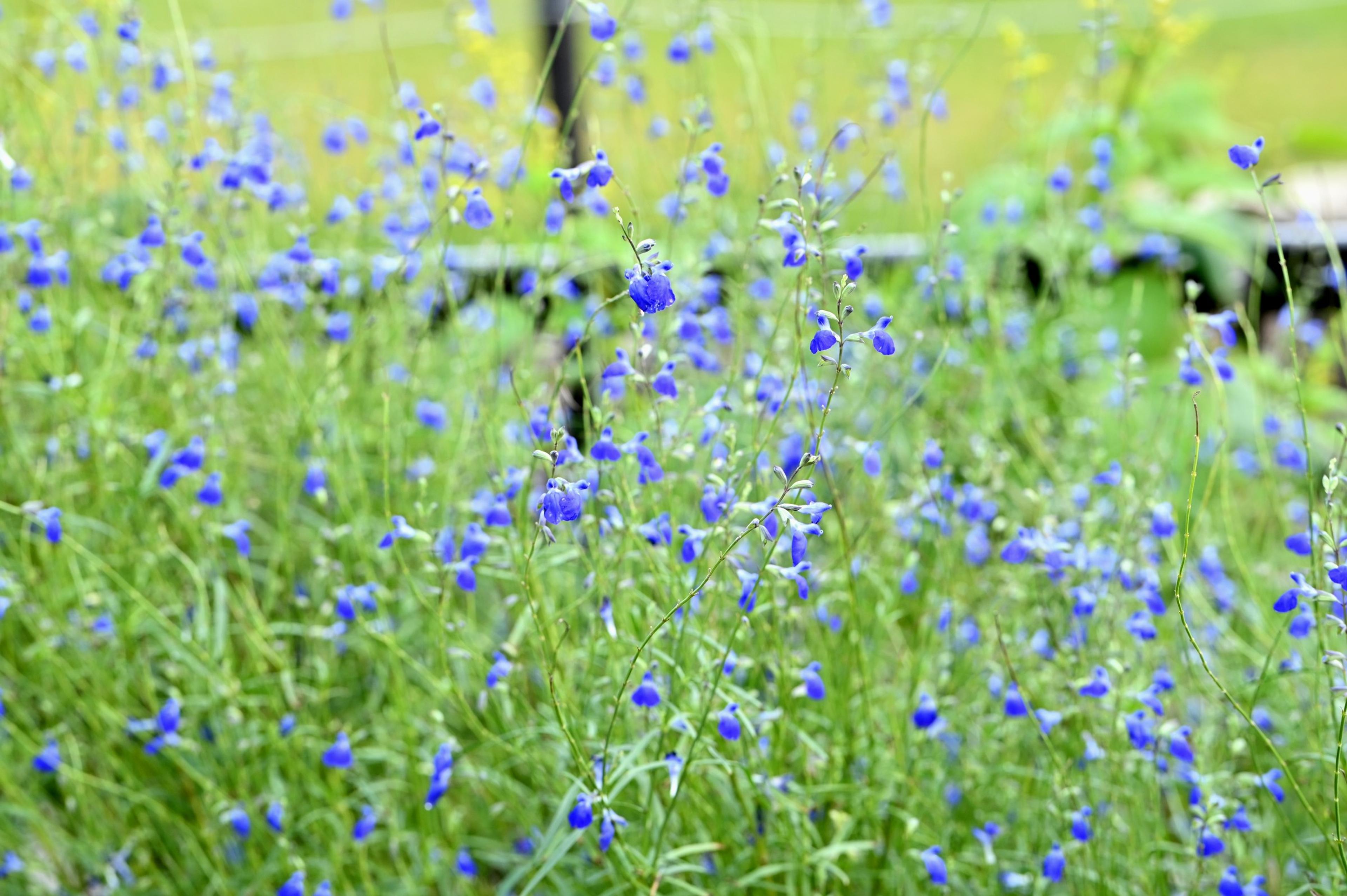 West Texas Sage (Salvia Reptans) — is a perennial herb earning favor for its slender