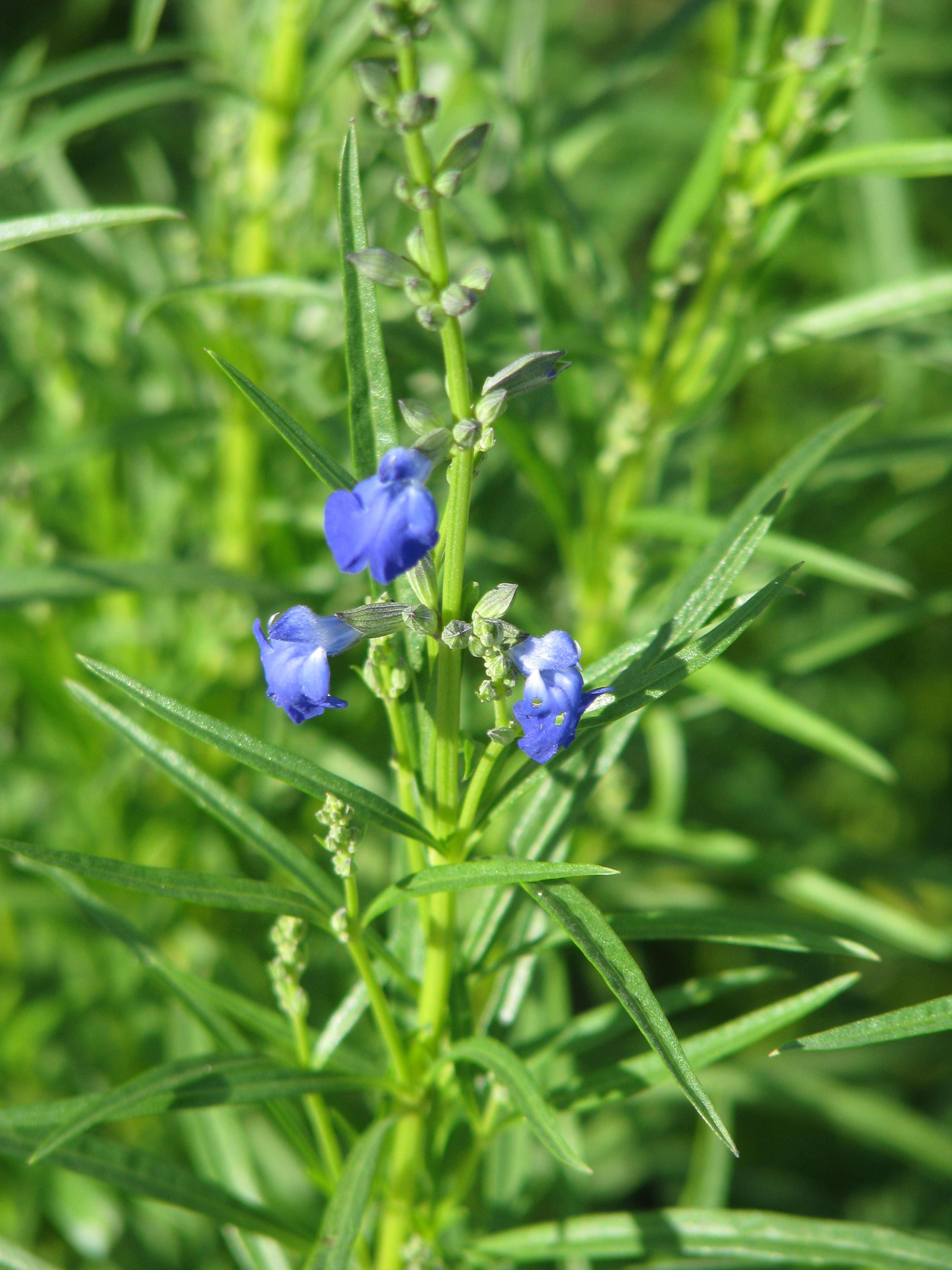 West Texas Sage (Salvia Reptans) — Salvia reptans boasts a slender and upright habit