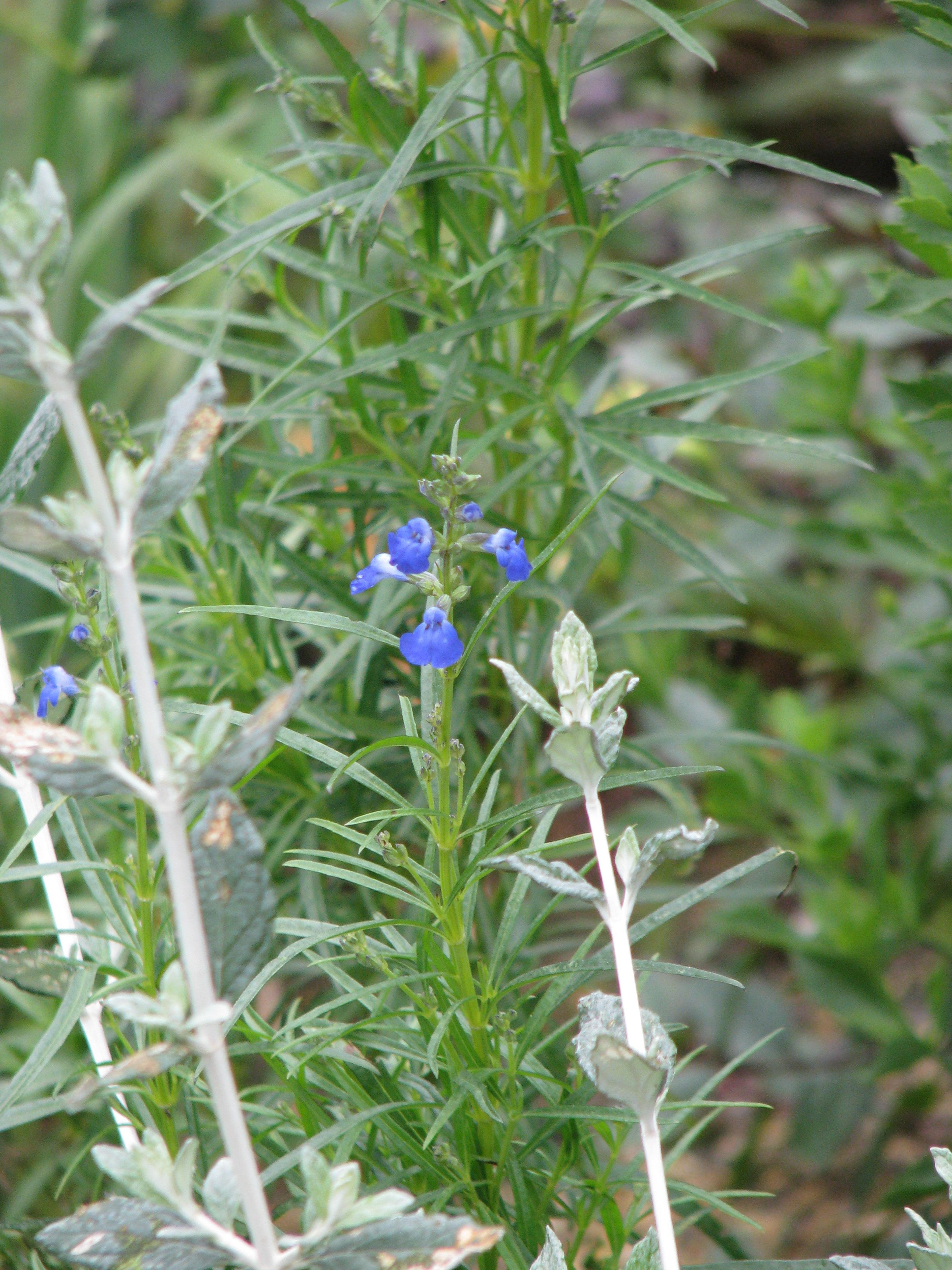 West Texas Sage (Salvia Reptans) — this sage is well-adapted to hot