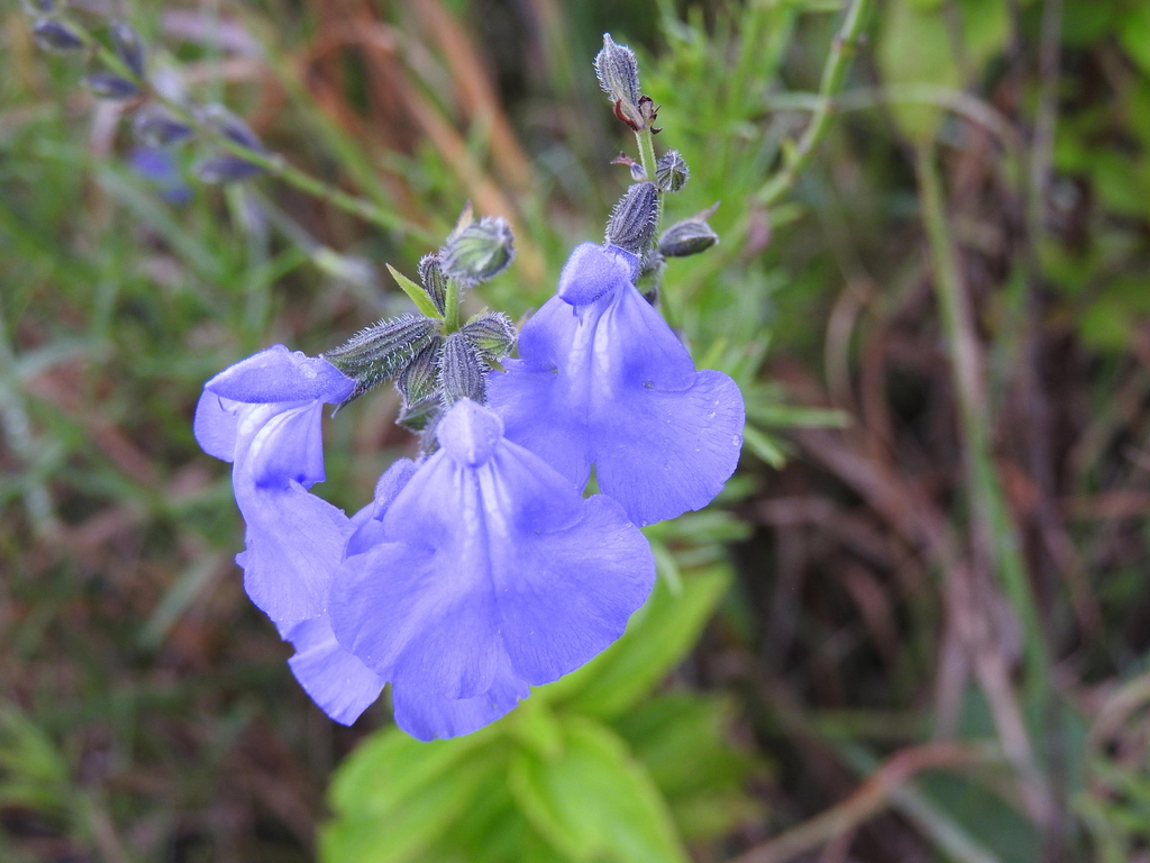 West Texas Sage (Salvia Reptans) — Originating from the dry regions of West Texas and New Mexico
