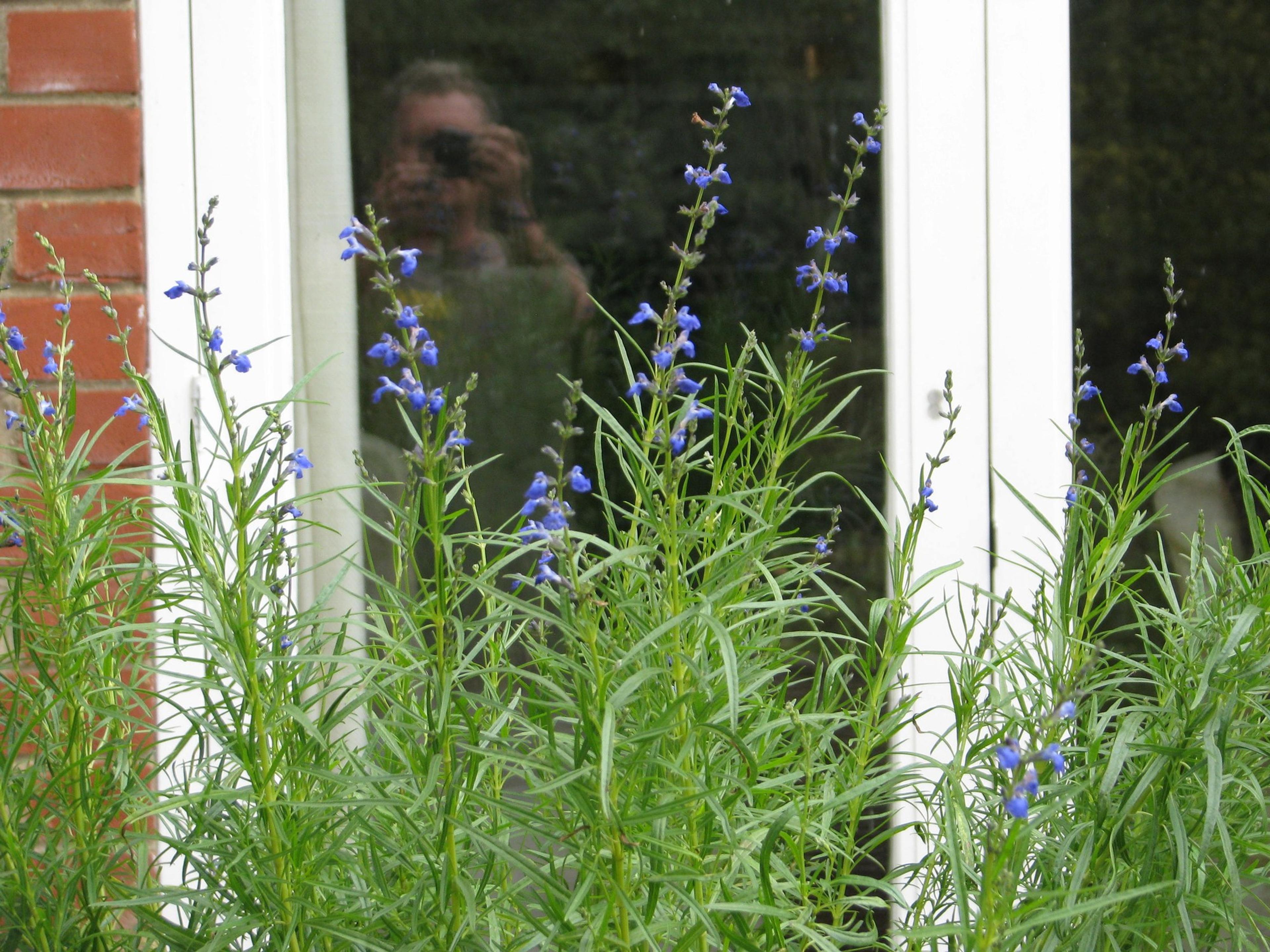 West Texas Sage (Salvia Reptans) — sapphire blue flowers that are arranged in whorls