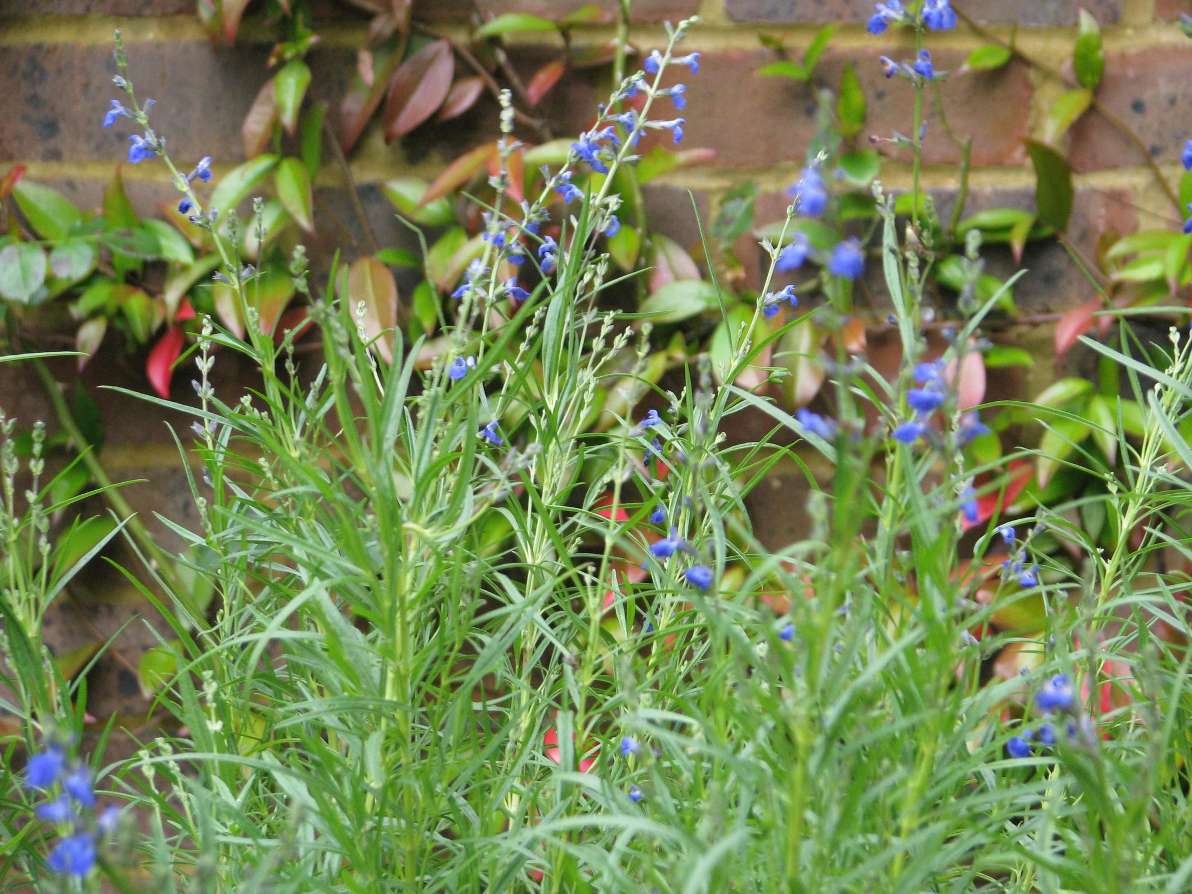 West Texas Sage (Salvia Reptans) — consider using it as an accent plant in xeriscapes