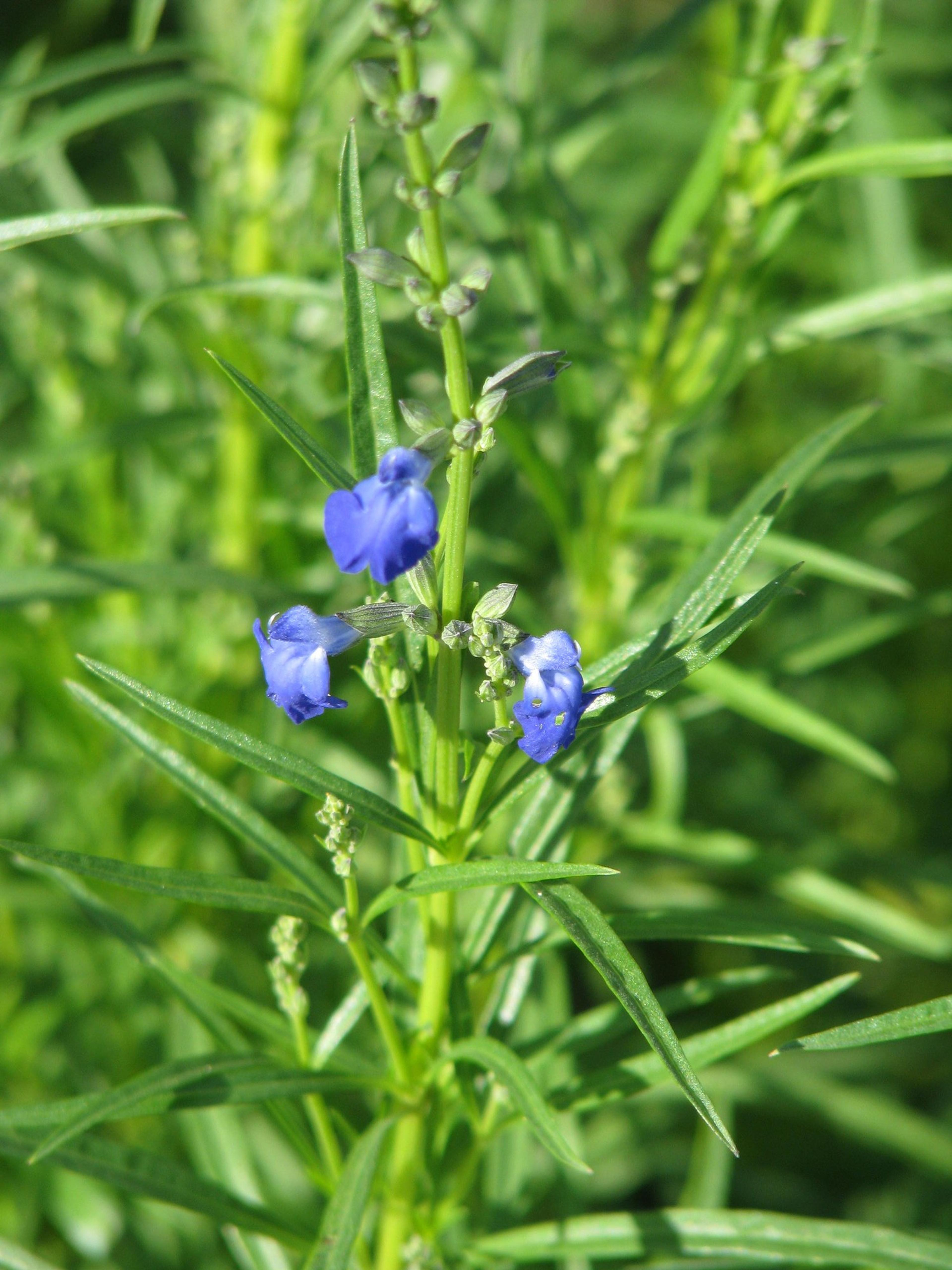 West Texas Sage (Salvia Reptans) — It is relatively low-maintenance
