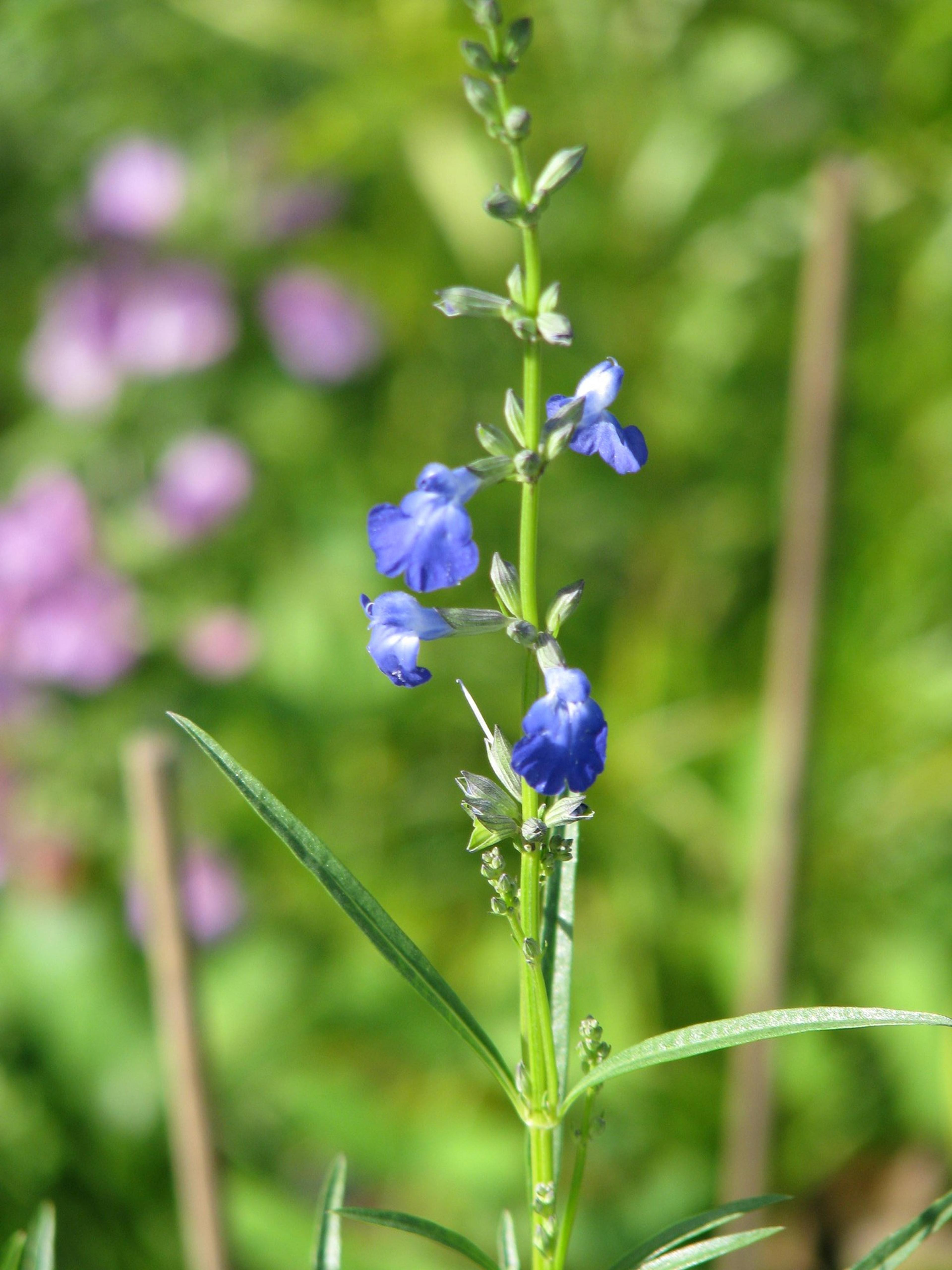 West Texas Sage (Salvia Reptans) — elongated leaves that remain a vibrant green throughout the growing season