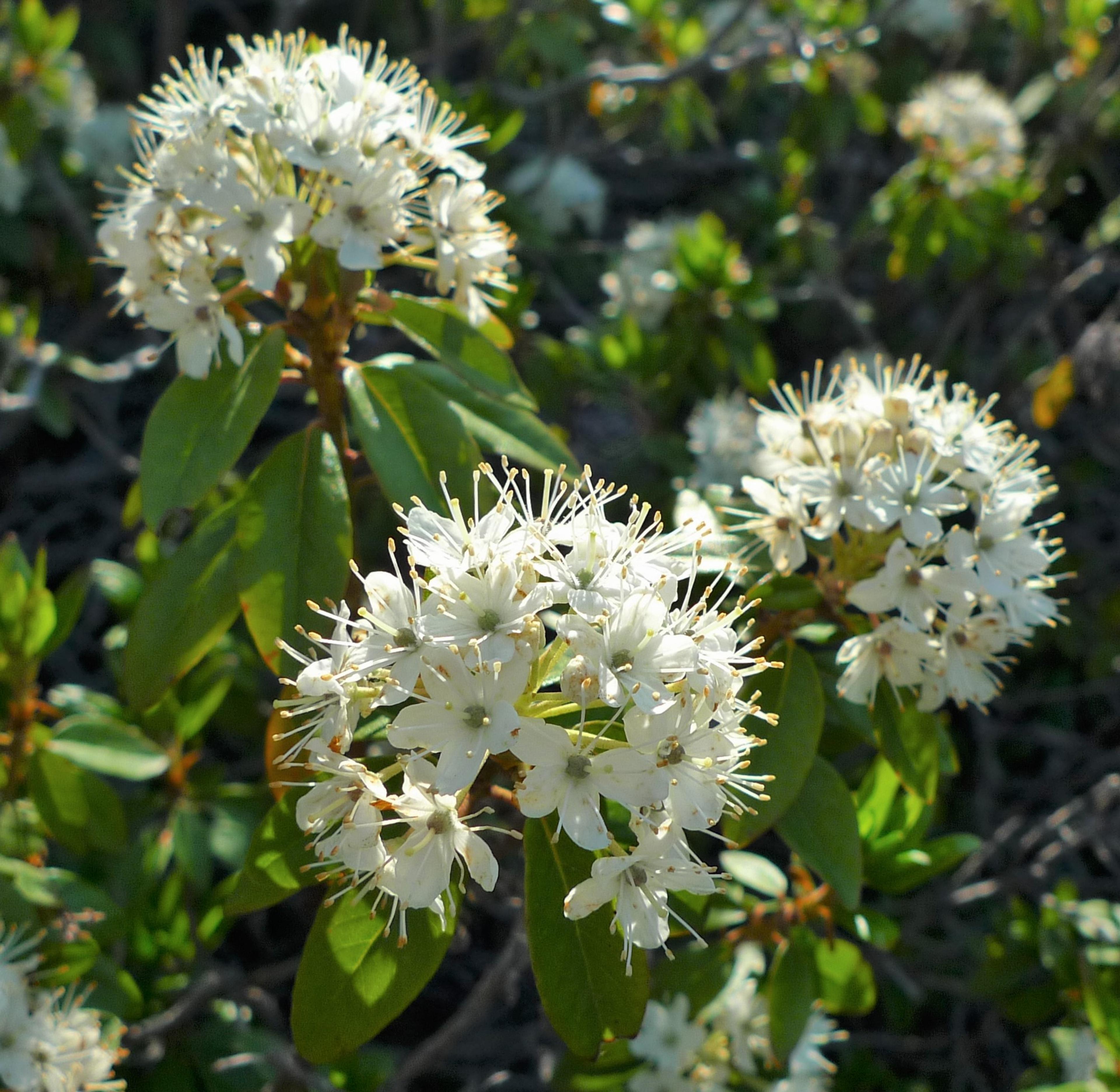 Western Labrador Tea (Rhododendron Columbianum) — approximately 0.5 inches across