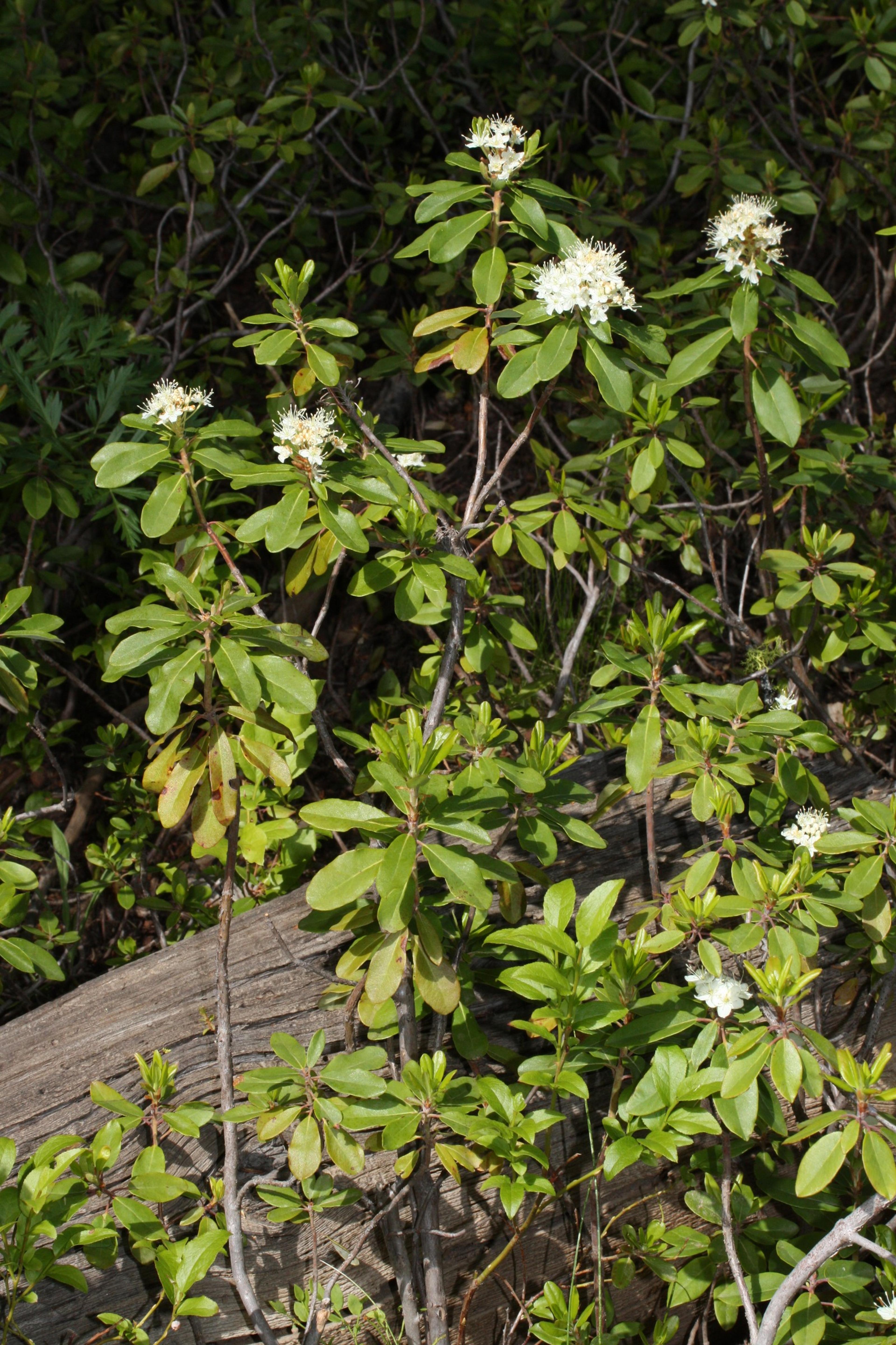 Western Labrador Tea (Rhododendron Columbianum) — with an equivalent spread