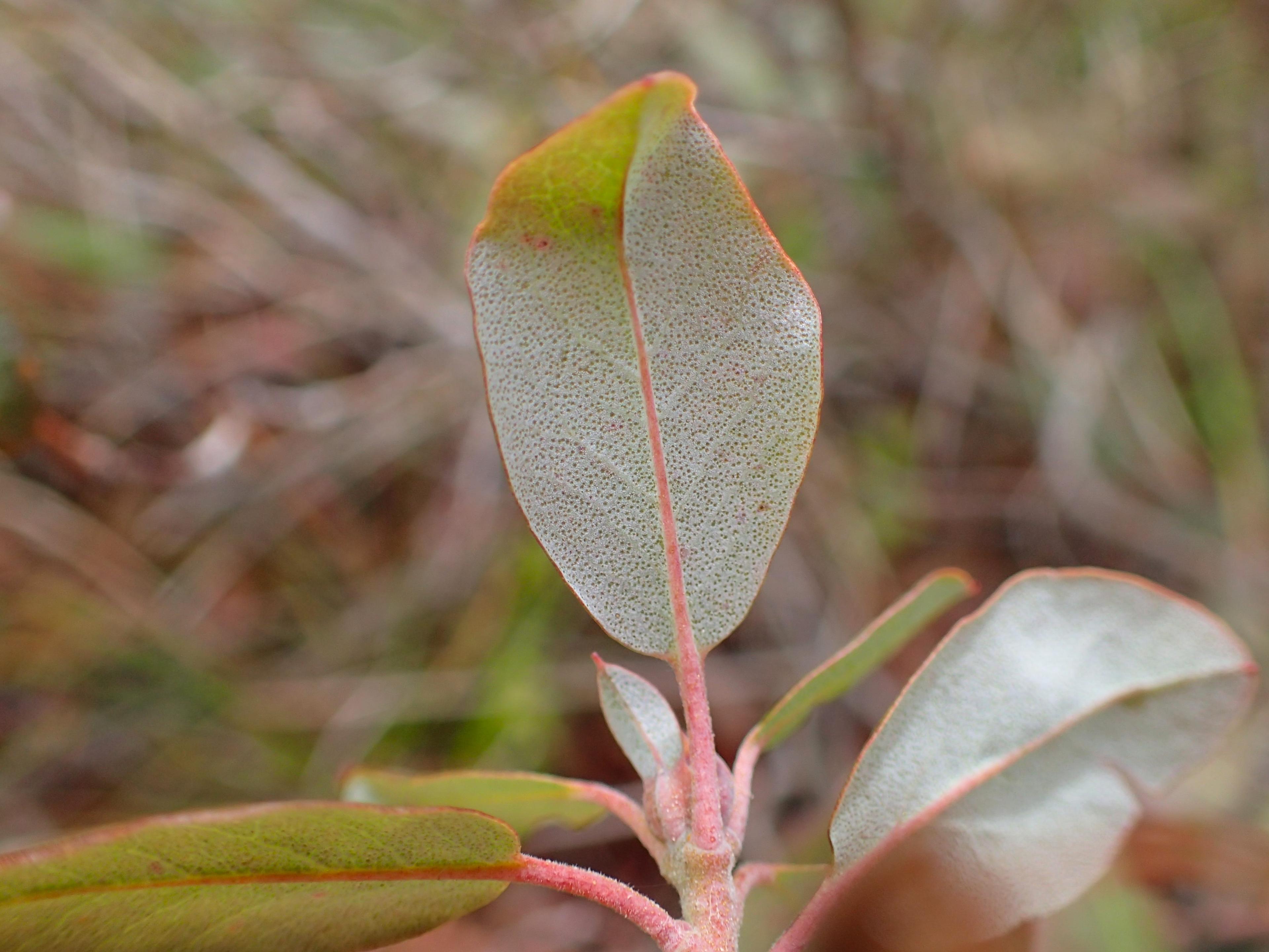 Western Labrador Tea (Rhododendron Columbianum) — The undersides possess a unique rusty coloring, attributed to the dense covering of fine hairs