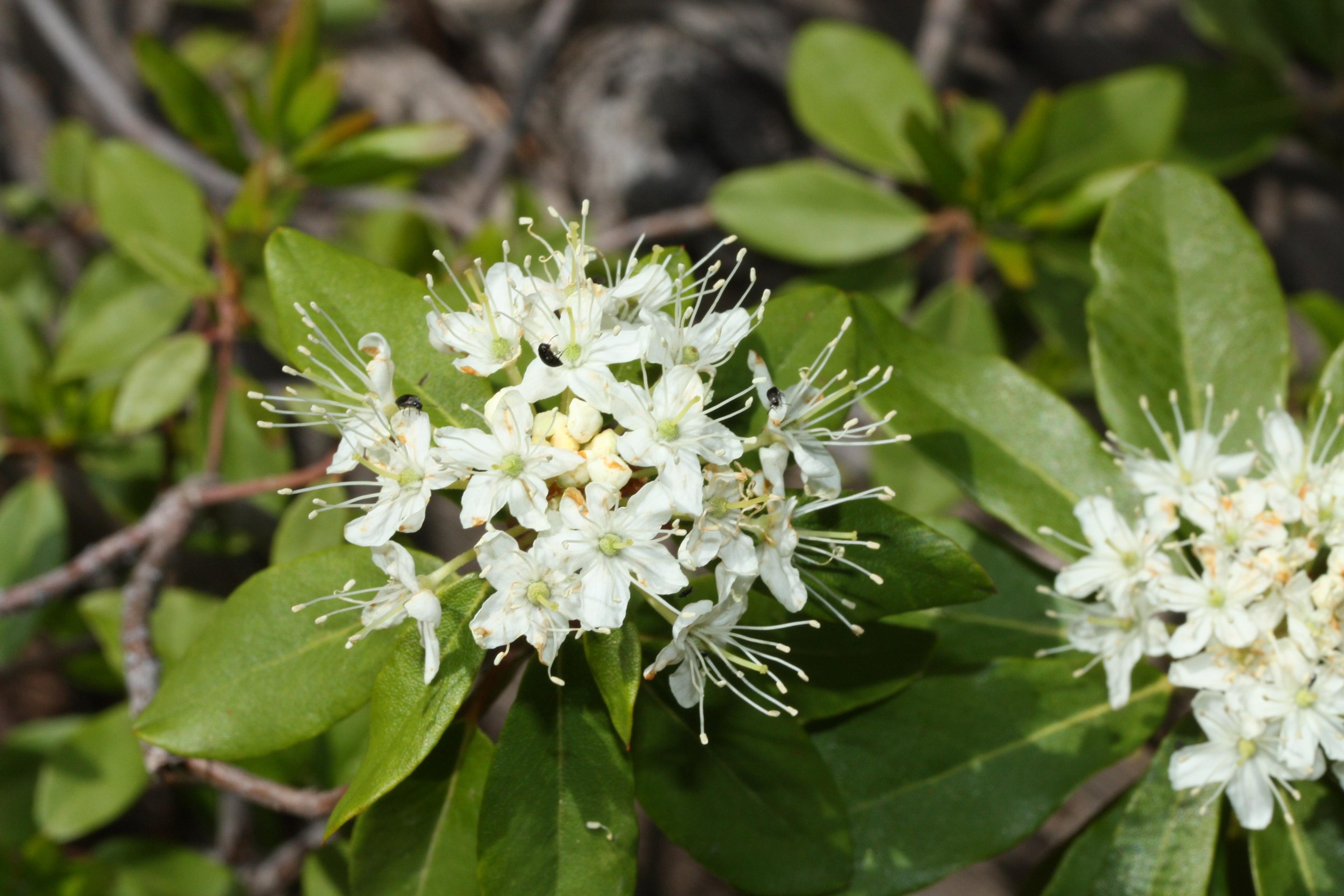 Western Labrador Tea (Rhododendron Columbianum) — With its unique foliage and attractive flowers