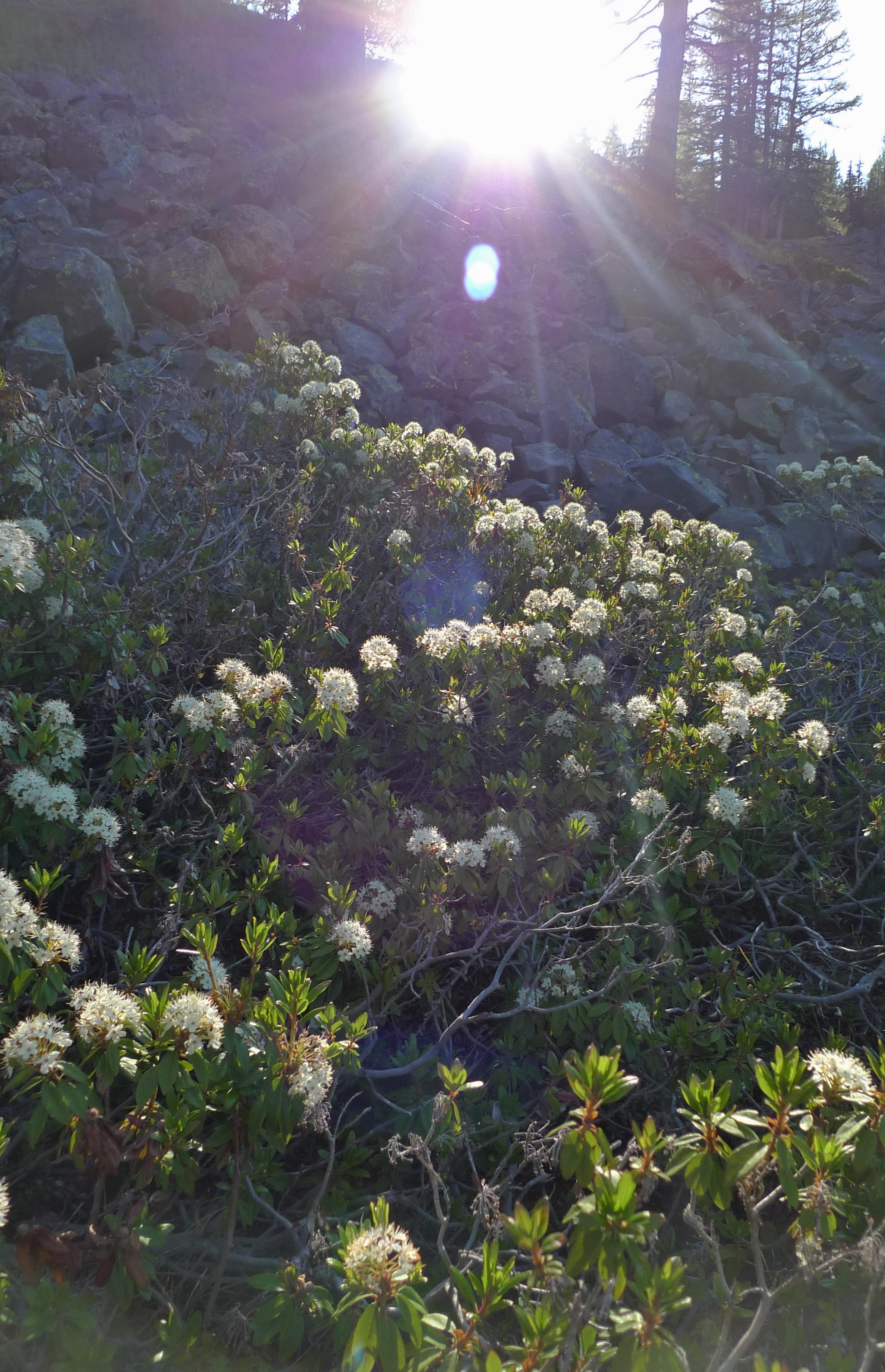 Western Labrador Tea (Rhododendron Columbianum) — In spring to early summer
