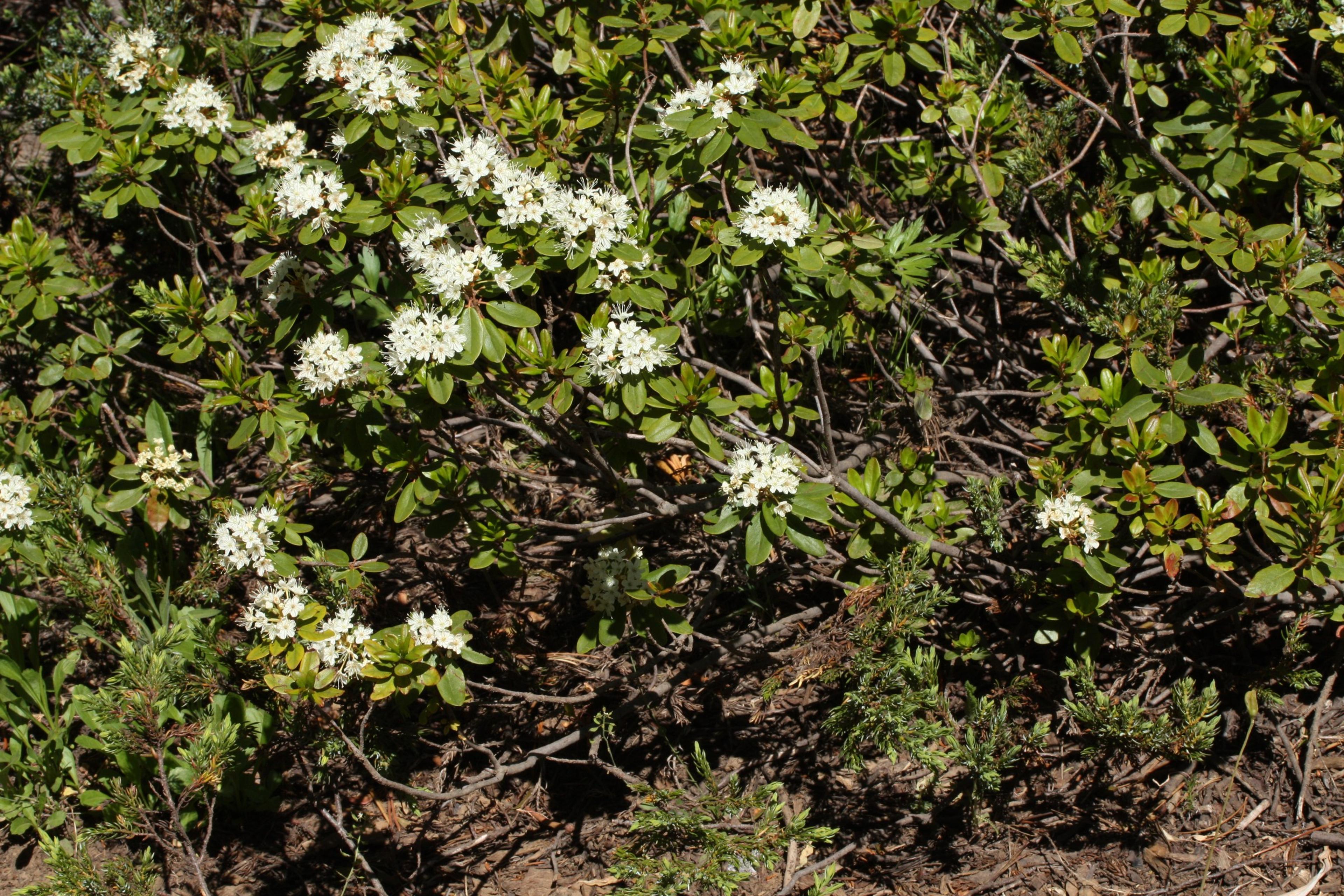 Western Labrador Tea (Rhododendron Columbianum) — although in some instances it may reach up to 8 feet