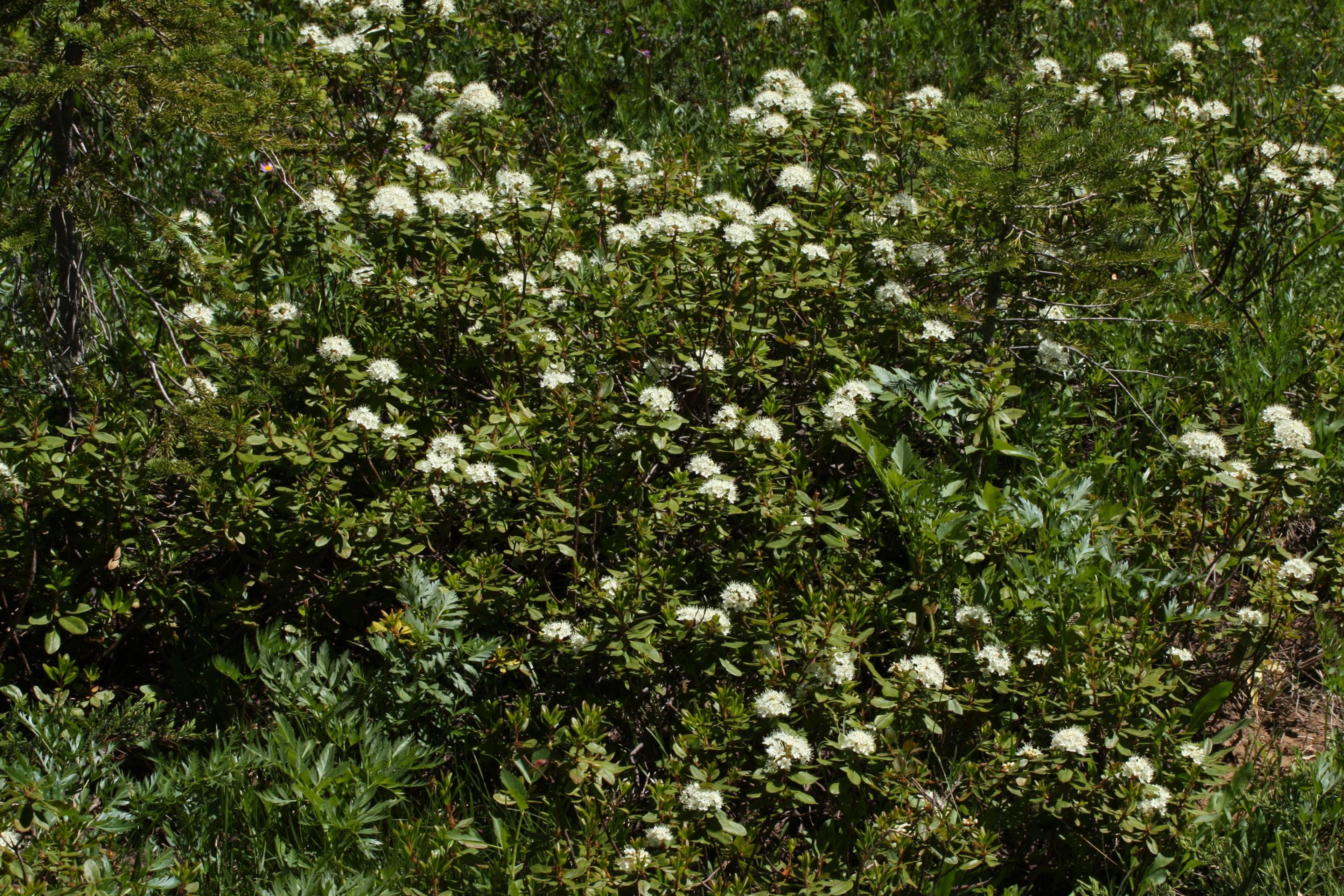 Western Labrador Tea (Rhododendron Columbianum) — It thrives in partial shade but can tolerate full sun in cooler climates as long as adequate water is provided
