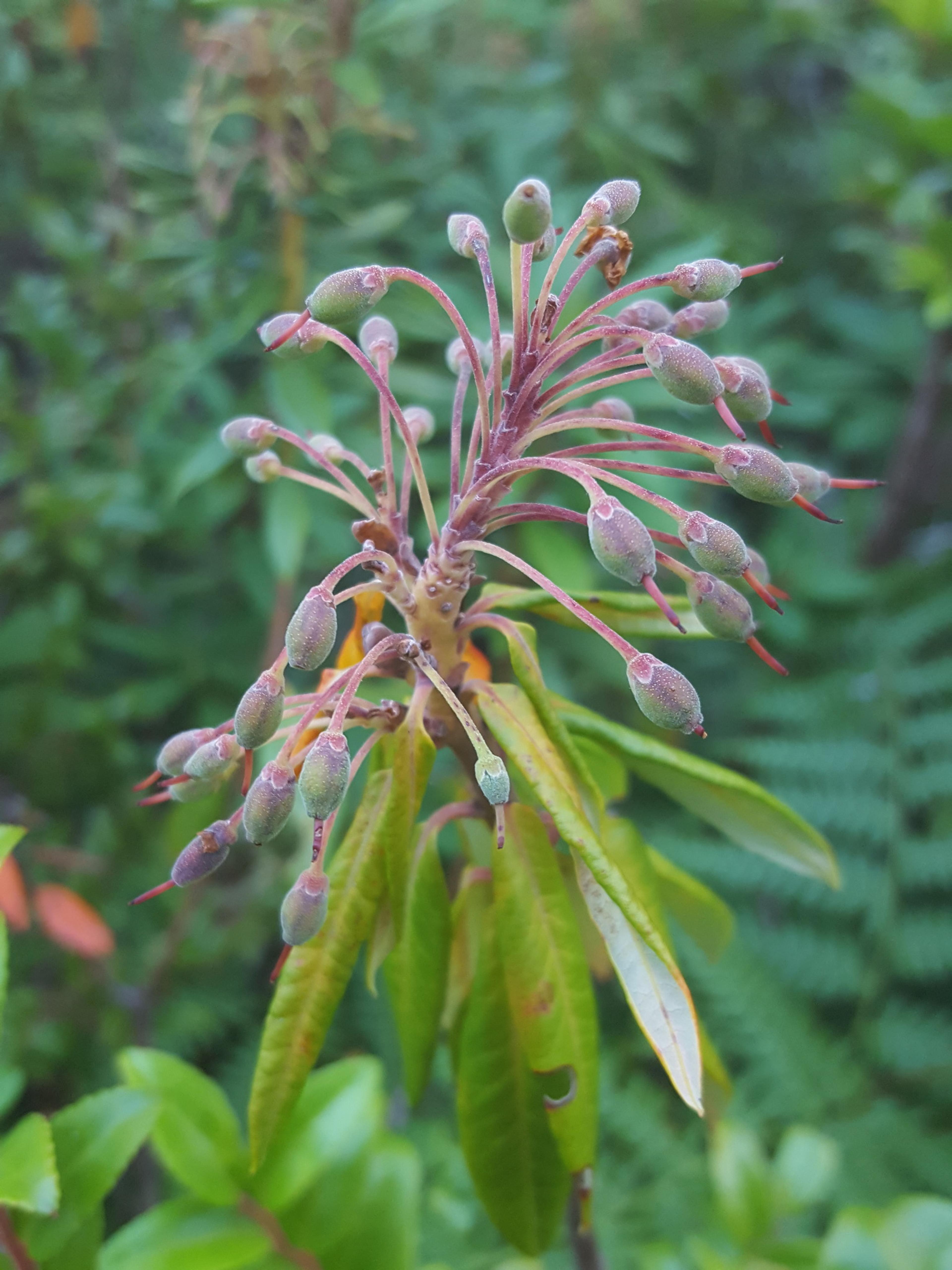 Western Labrador Tea (Rhododendron Columbianum) — Gardeners should be cognizant that all parts of the plant are toxic if ingested