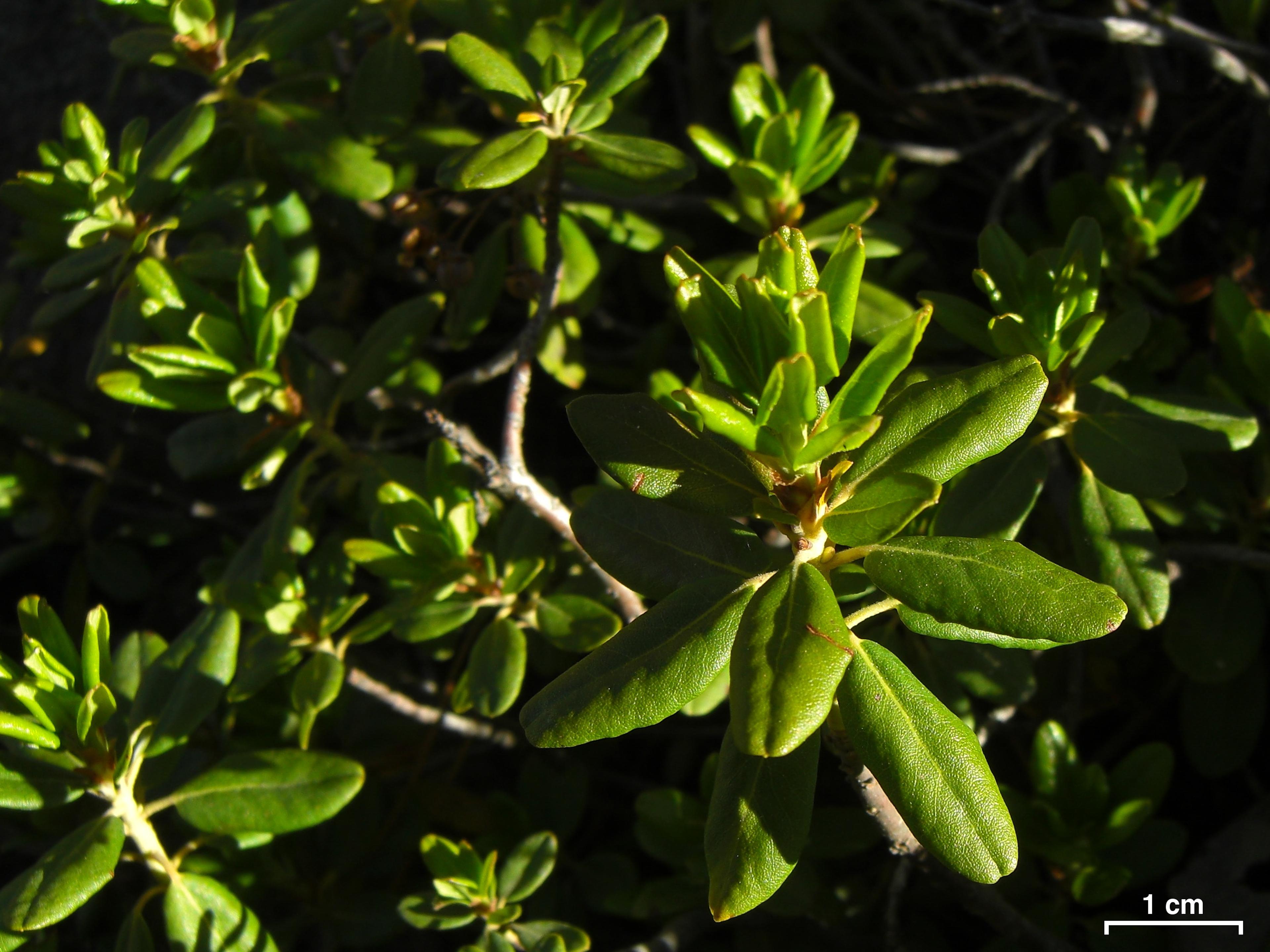 Western Labrador Tea (Rhododendron Columbianum) — it's ideal for boggy areas and woodland gardens