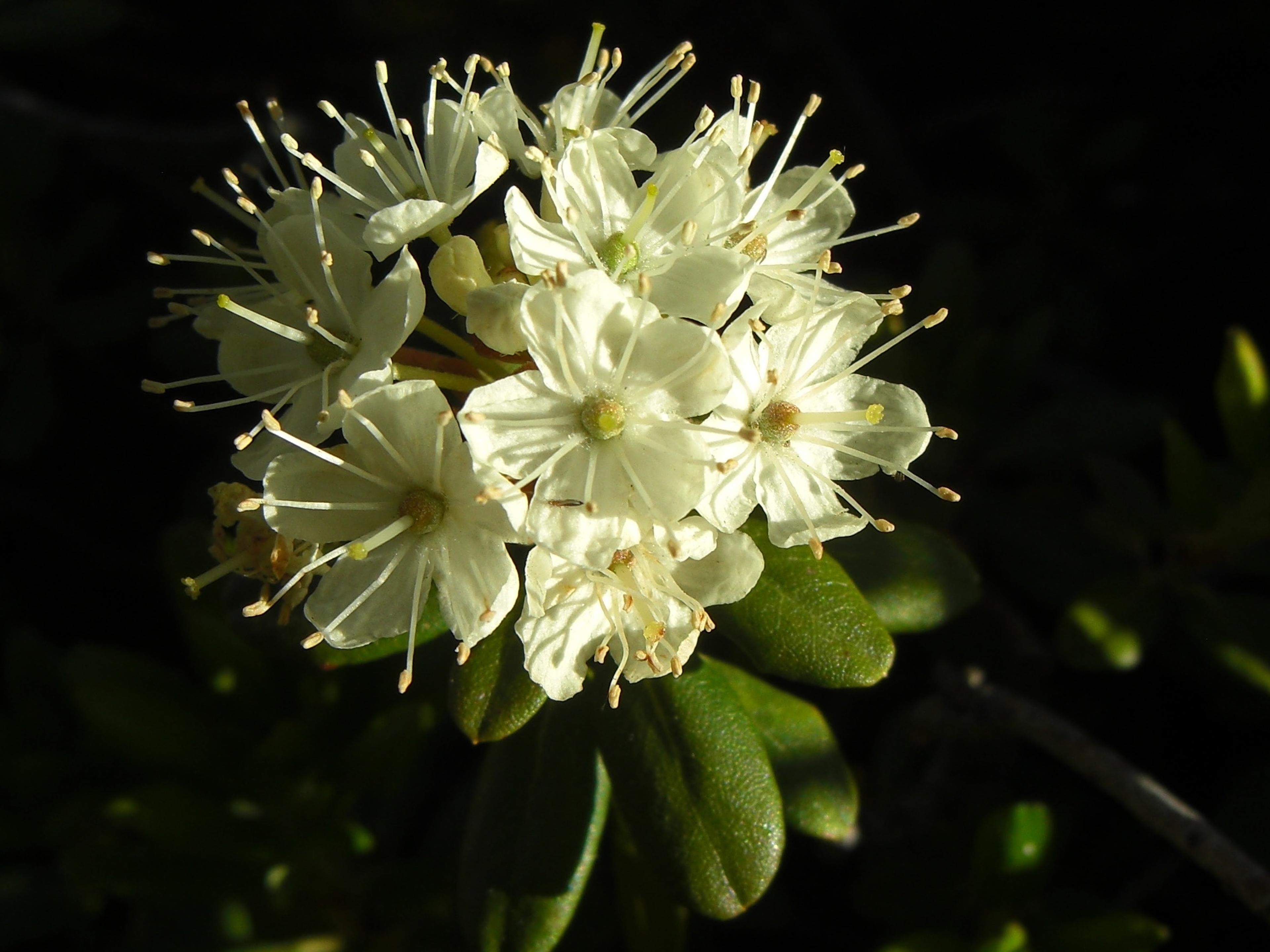 Western Labrador Tea (Rhododendron Columbianum) — pale-yellow flowers blooming in late spring to early summer