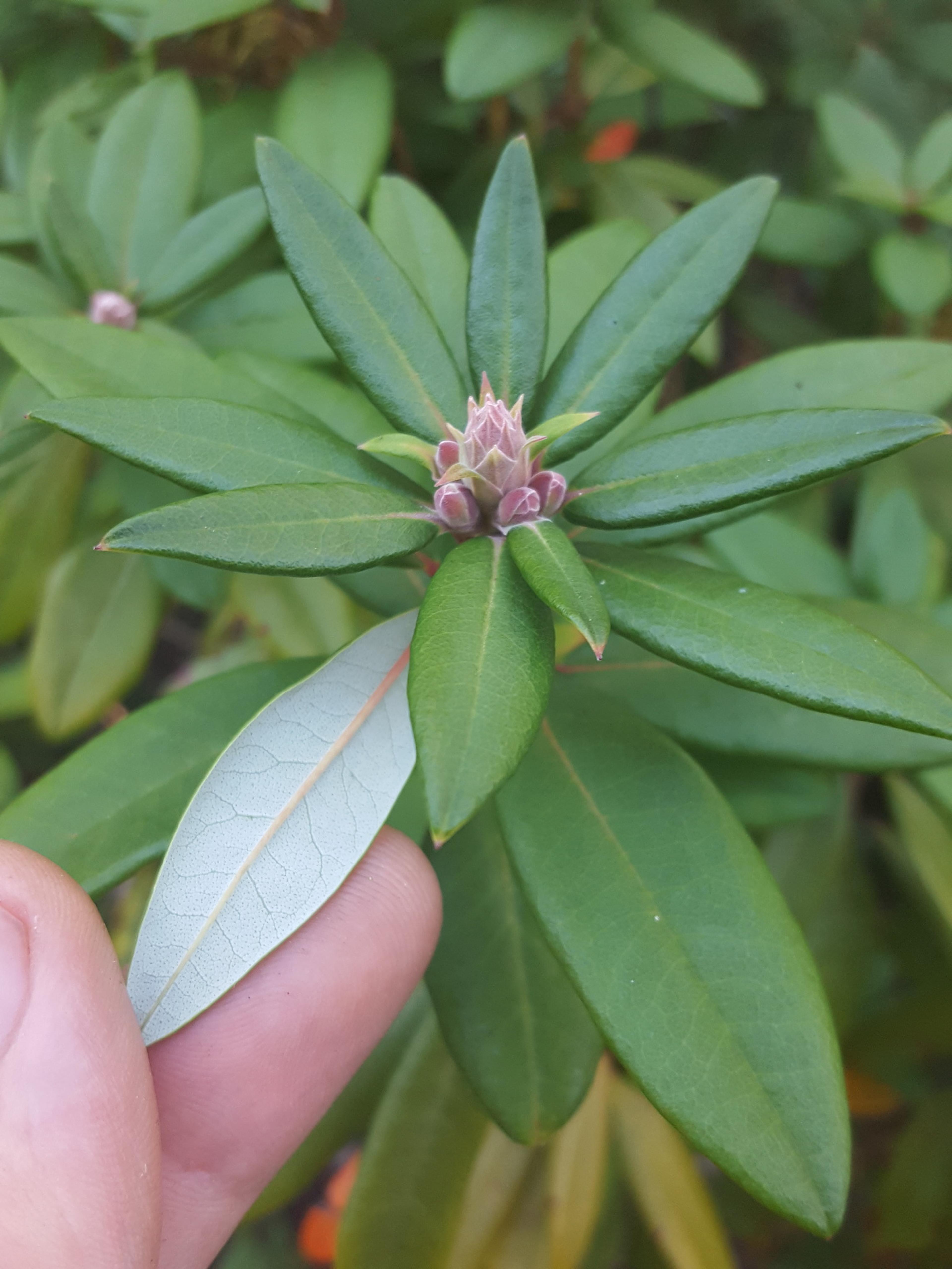 Western Labrador Tea (Rhododendron Columbianum) — It typically grows to a height of 2 to 5 feet