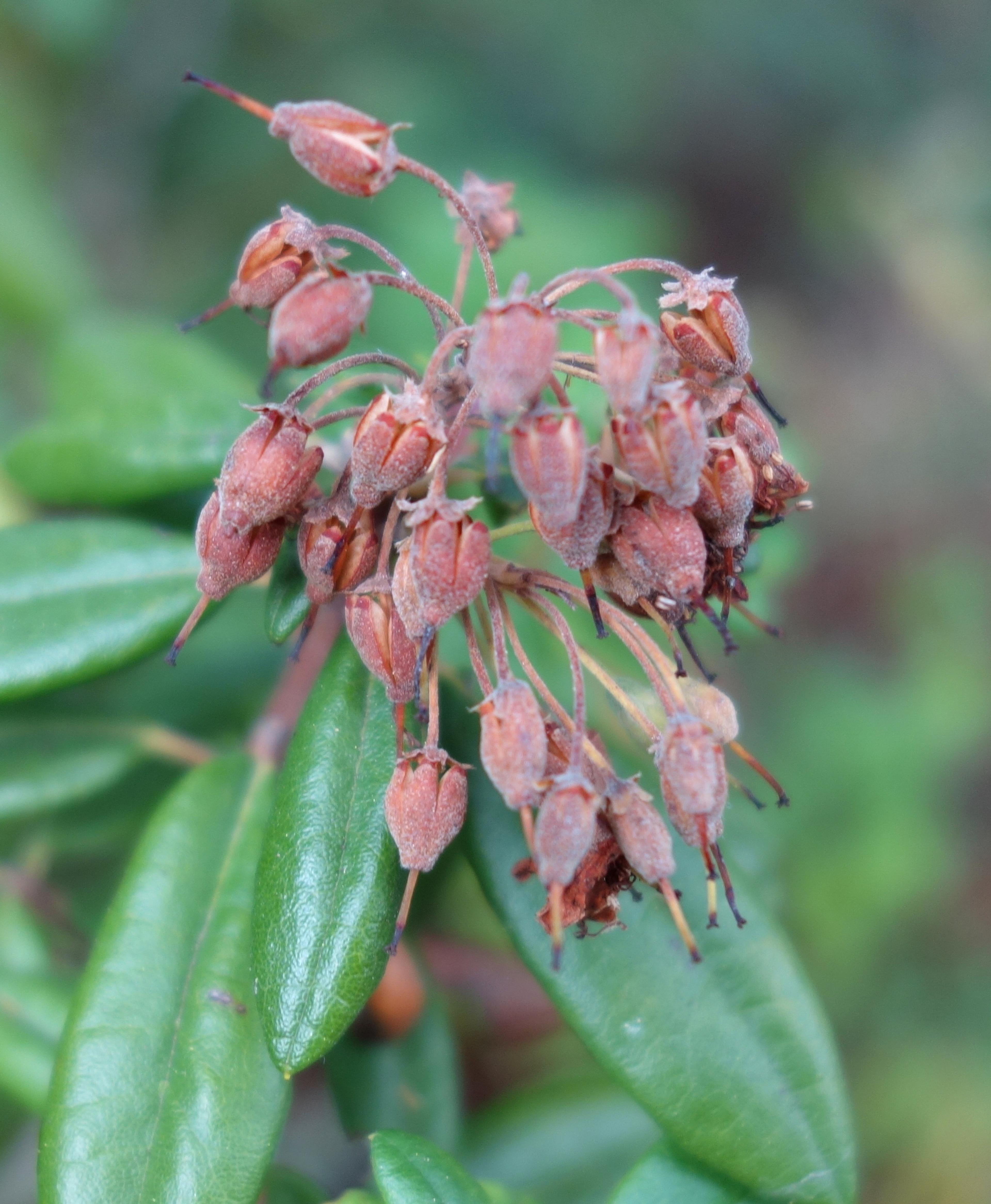 Western Labrador Tea (Rhododendron Columbianum) — Typically reaching 1.5-5 feet in height, this hardy plant thrives in zones 5-8