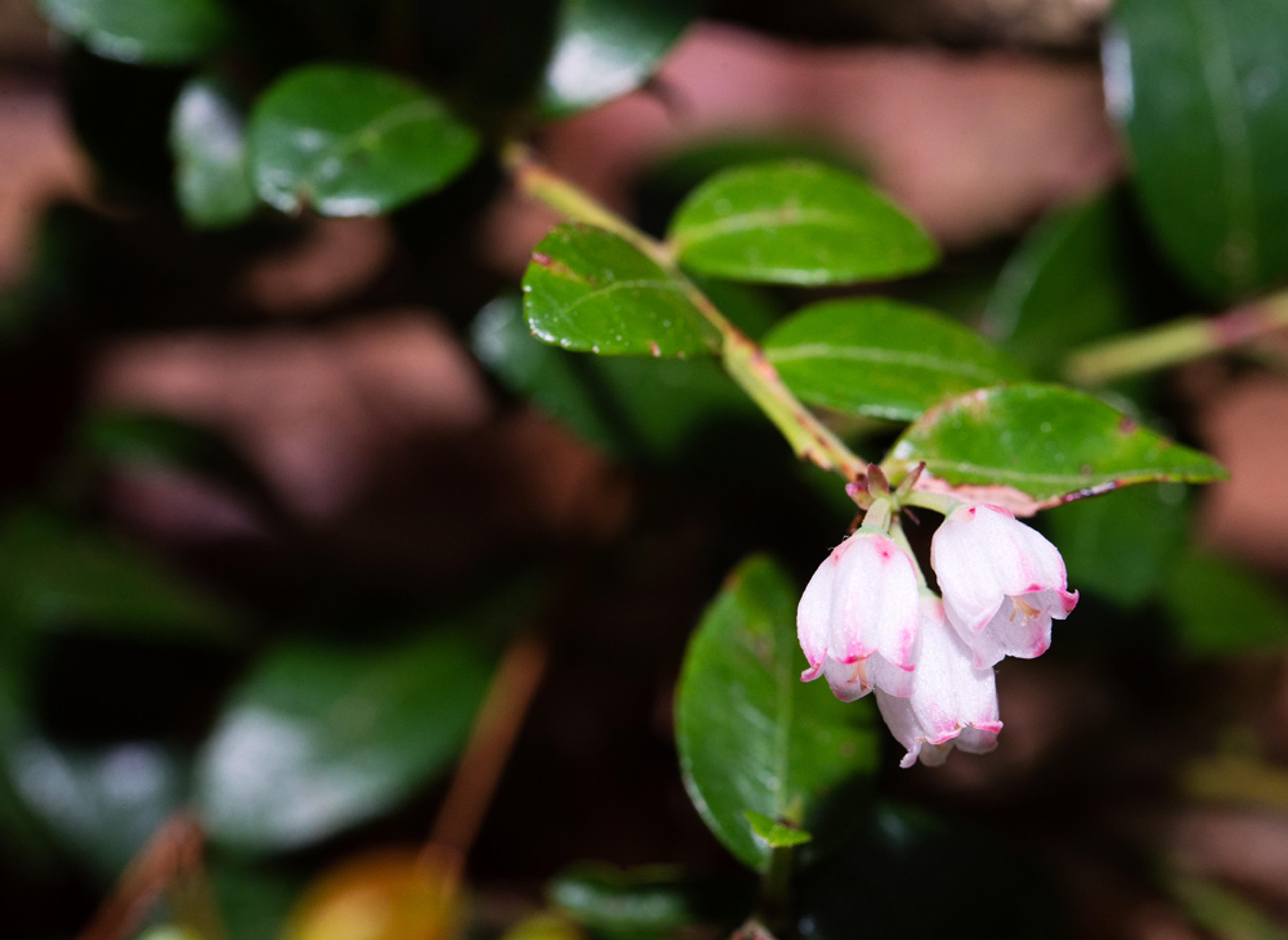 Box Huckleberry (Gaylussacia Brachycera) — This groundcover prefers partial shade and well-drained soil