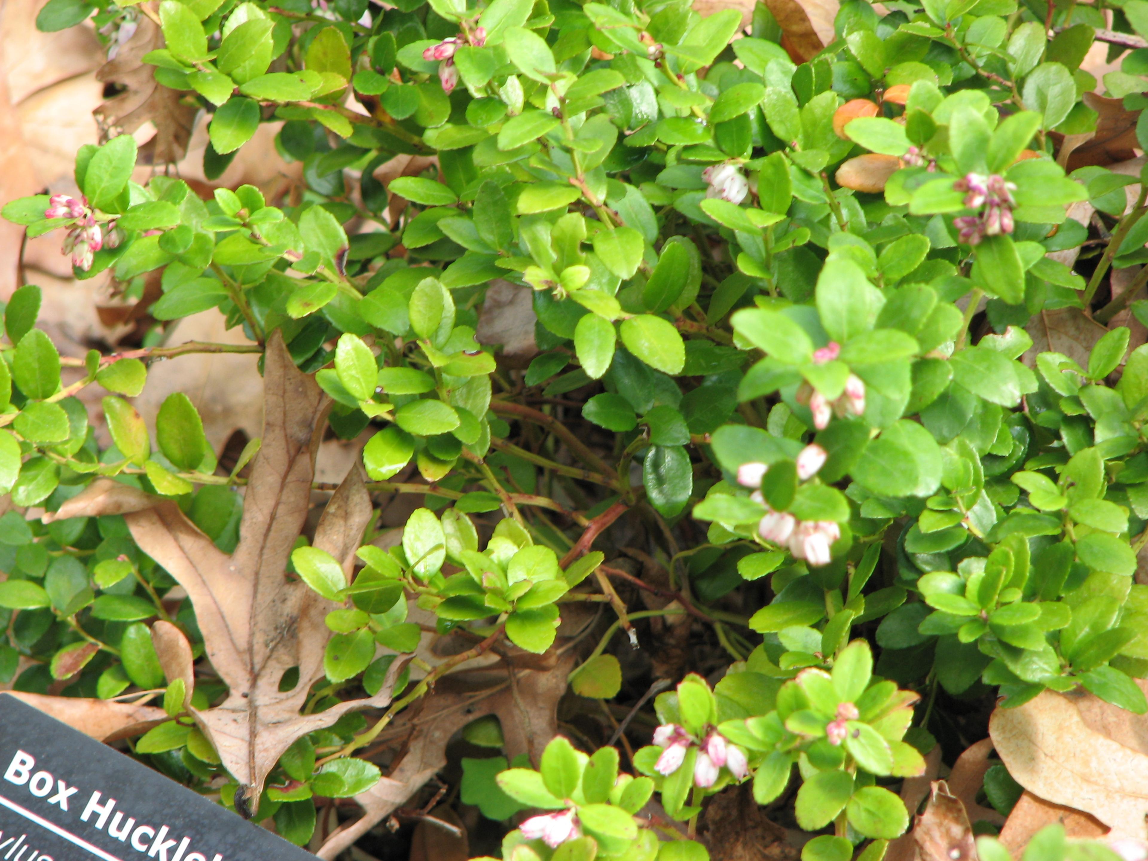 Box Huckleberry (Gaylussacia Brachycera) — It features small, glossy leaves and white spring flowers, developing into edible blue-black berries