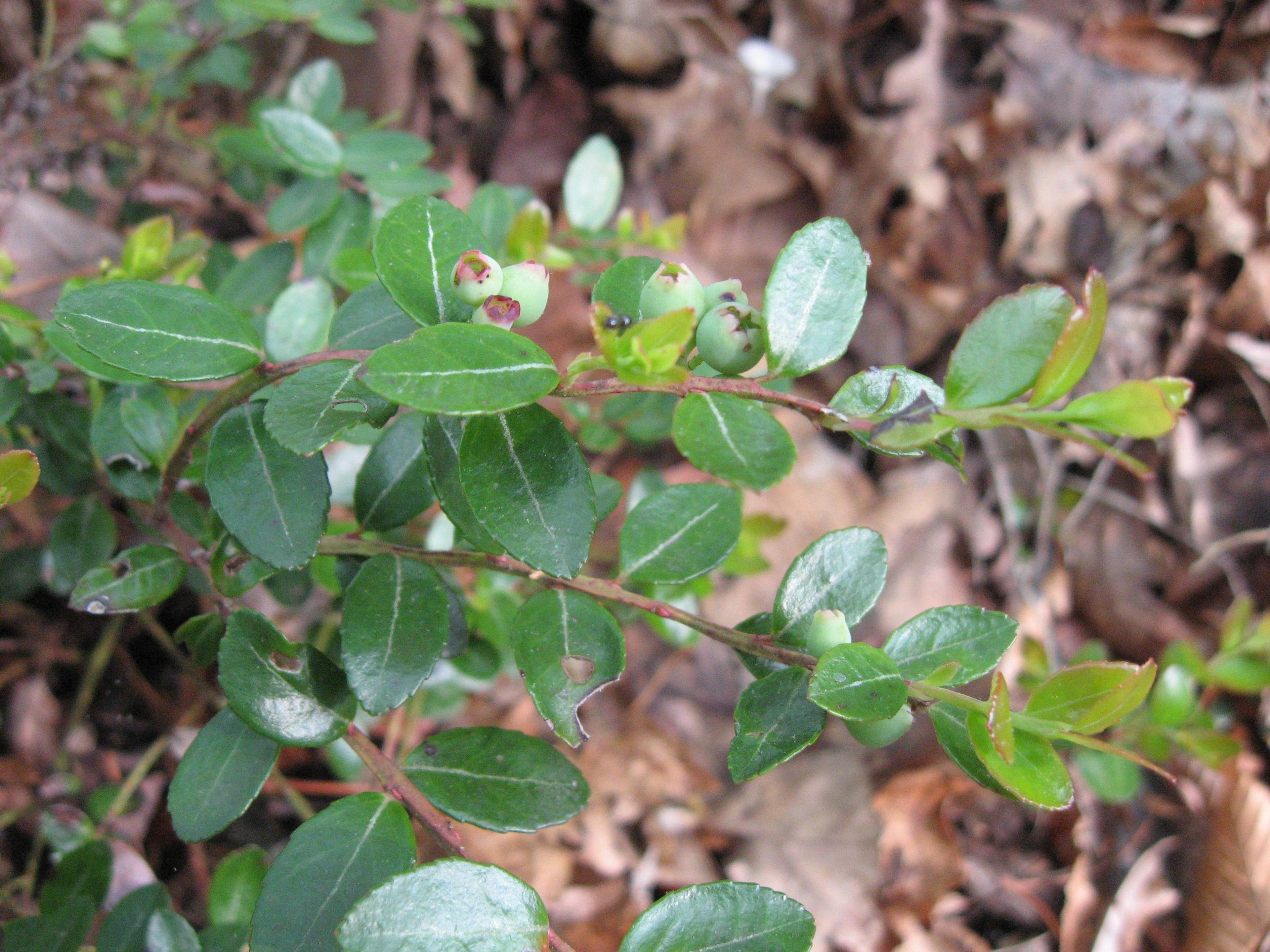 Box Huckleberry (Gaylussacia Brachycera) — The Box Huckleberry (Gaylussacia brachycera) is a low-maintenance, evergreen shrub, thriving in USDA zones 4-8