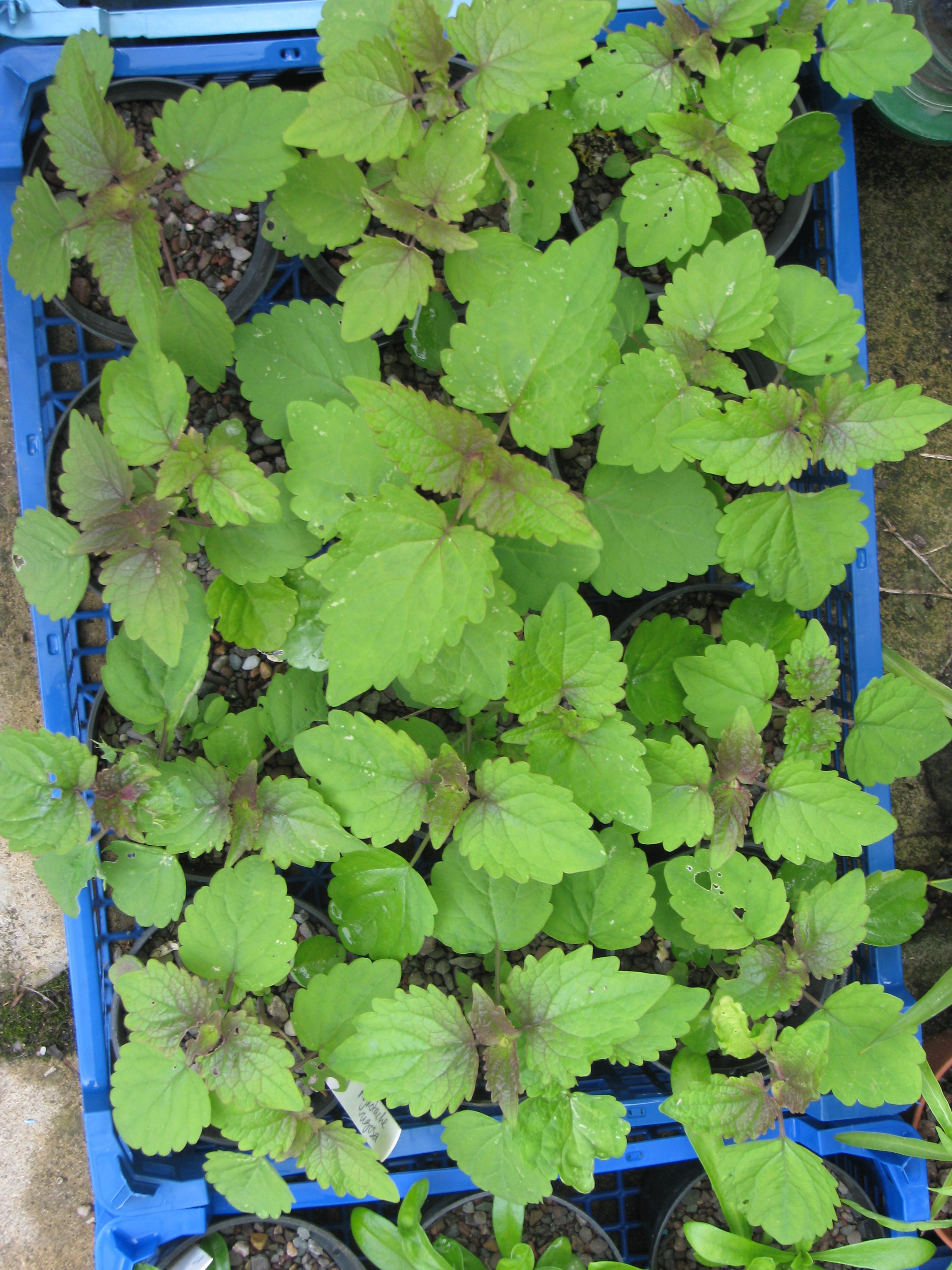 Giant Hyssop (Agastache Hybrids) — For landscape design purposes