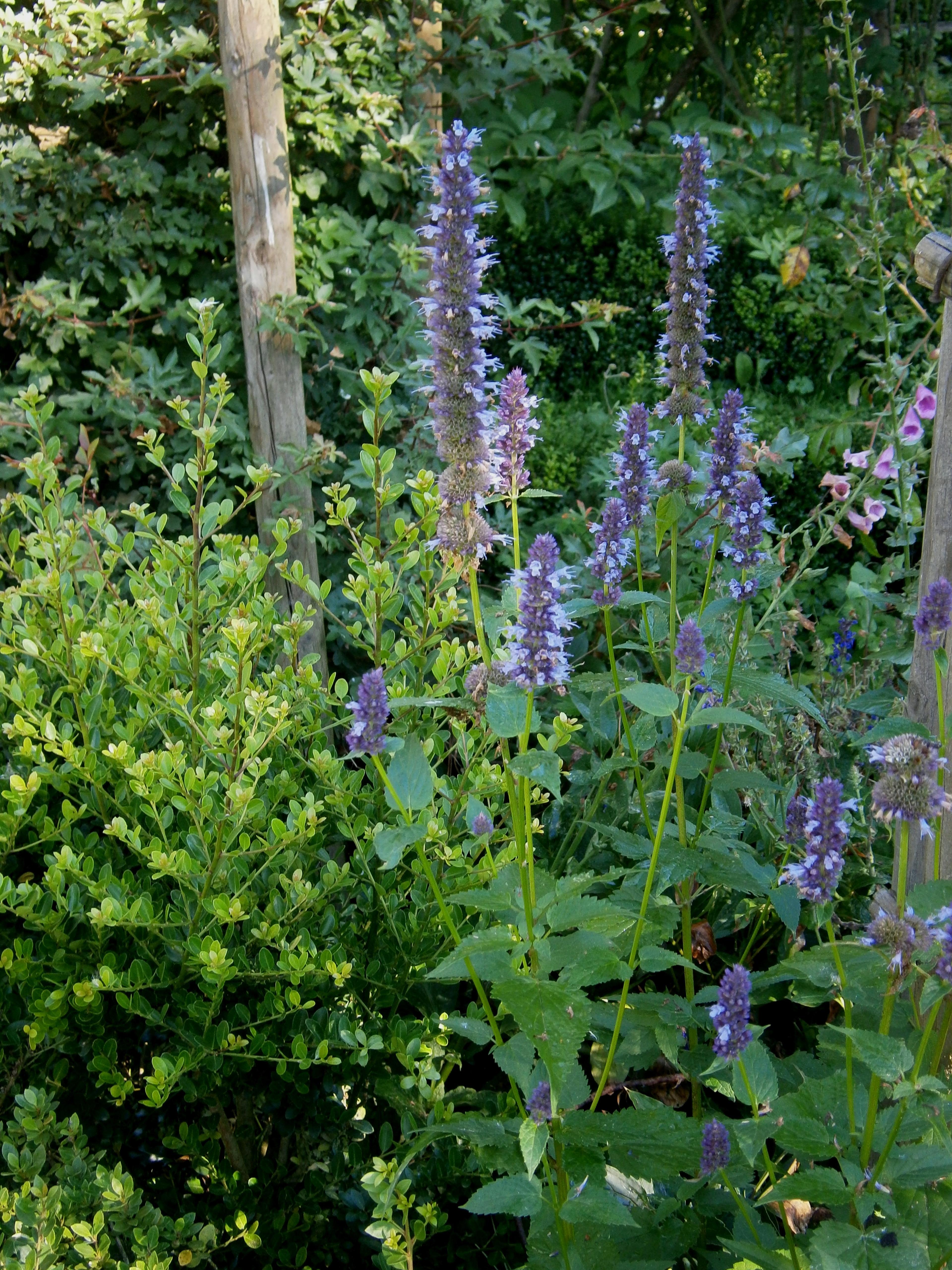 Giant Hyssop (Agastache Hybrids) — creating a cohesive and dynamic garden plot