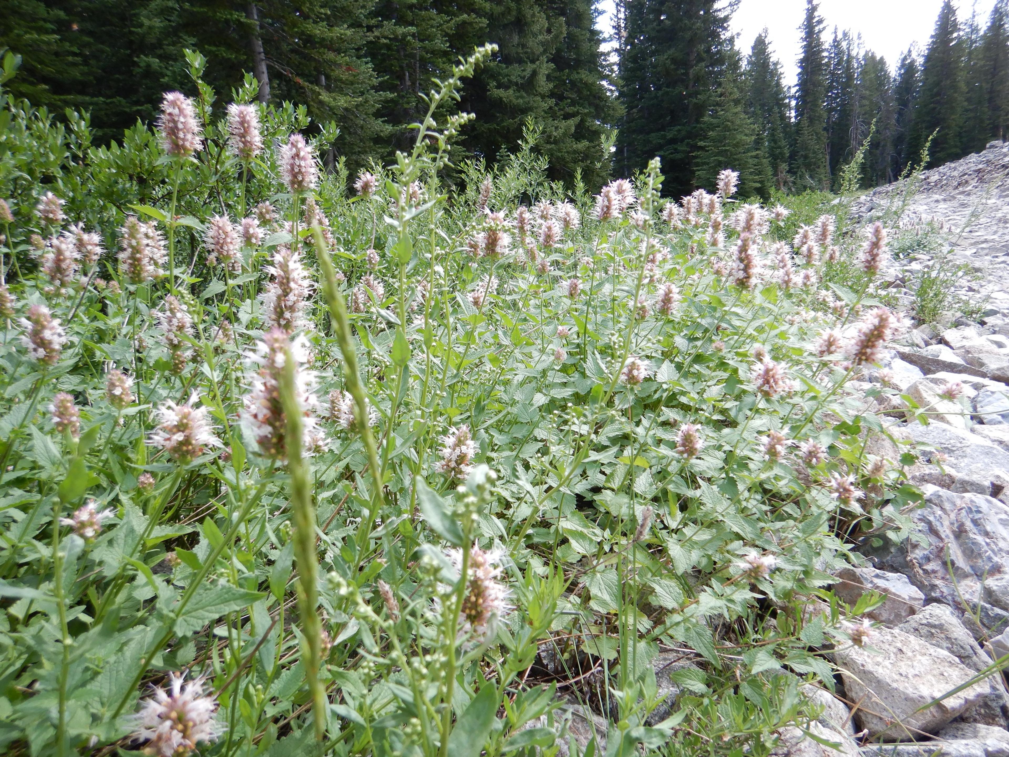 Giant Hyssop (Agastache Hybrids) — and as an accent among lower-growing perennials