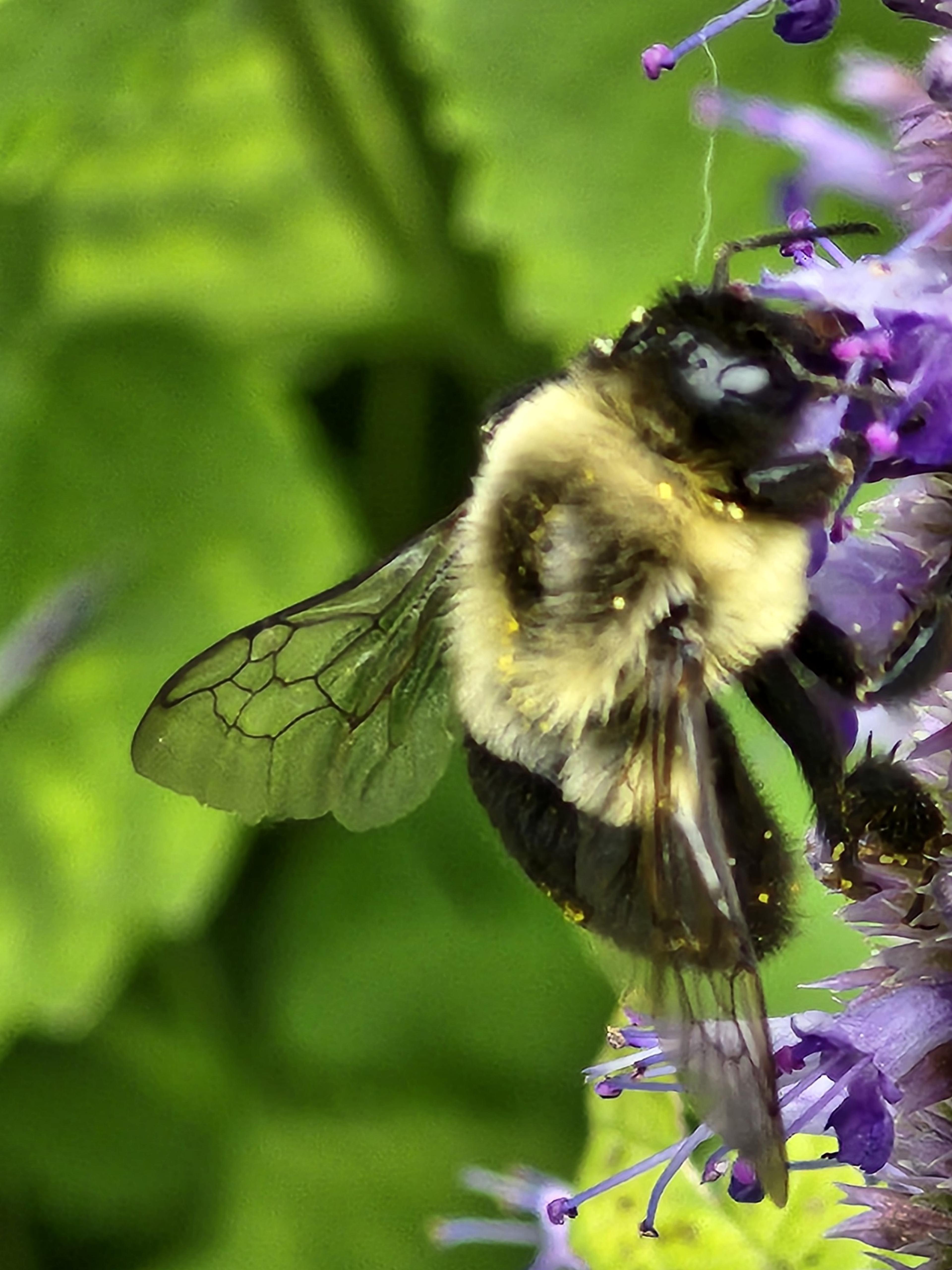 Giant Hyssop (Agastache Hybrids) — These fragrant, herbaceous plants typically reach heights of 2 to 5 feet and thrive in well-drained soil; due to, image 57
