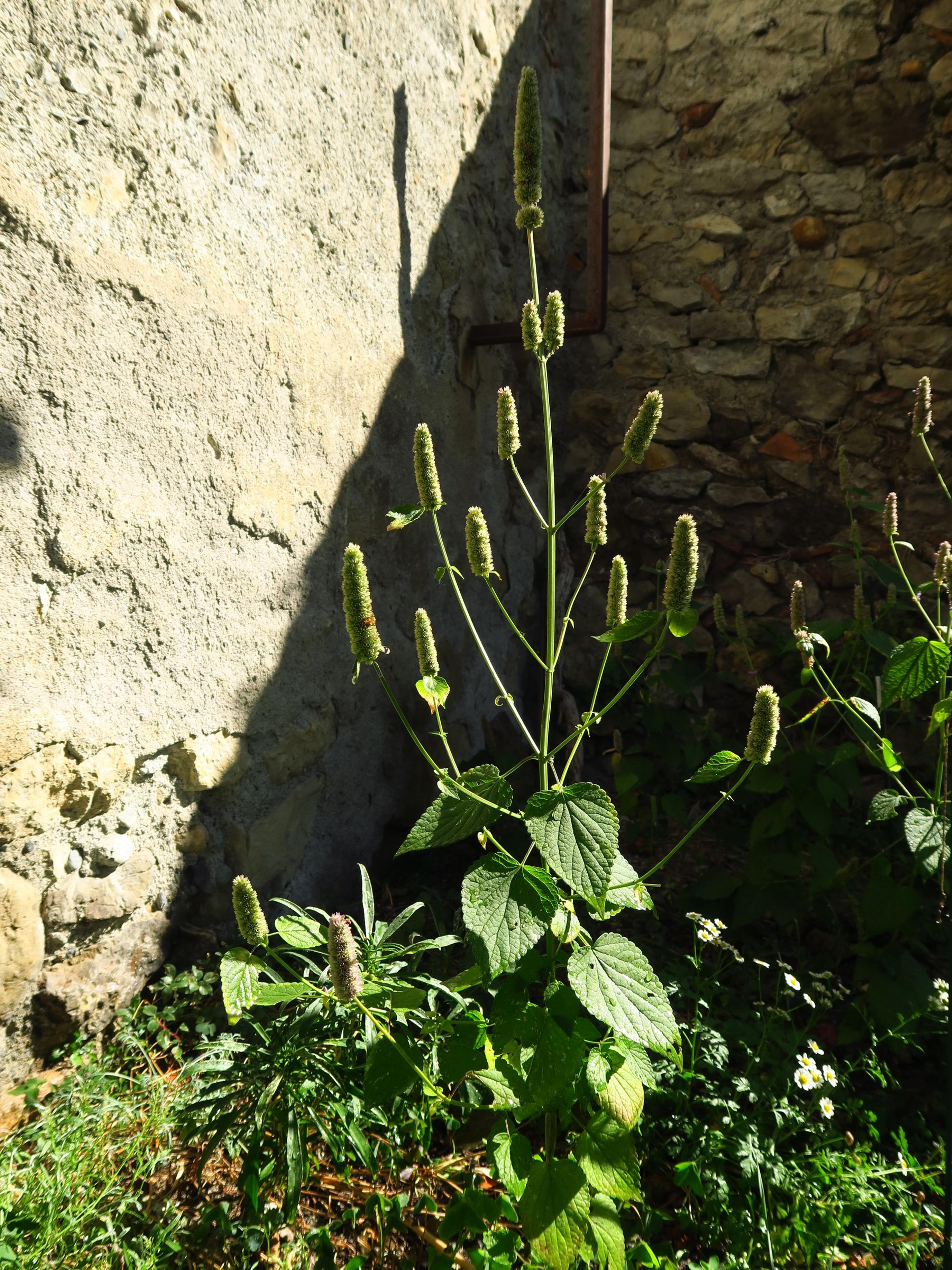 Giant Hyssop (Agastache Hybrids) — Space them about 1 to 3 feet apart in full sun to moderate shade for a vibrant, aromatic display, image 32