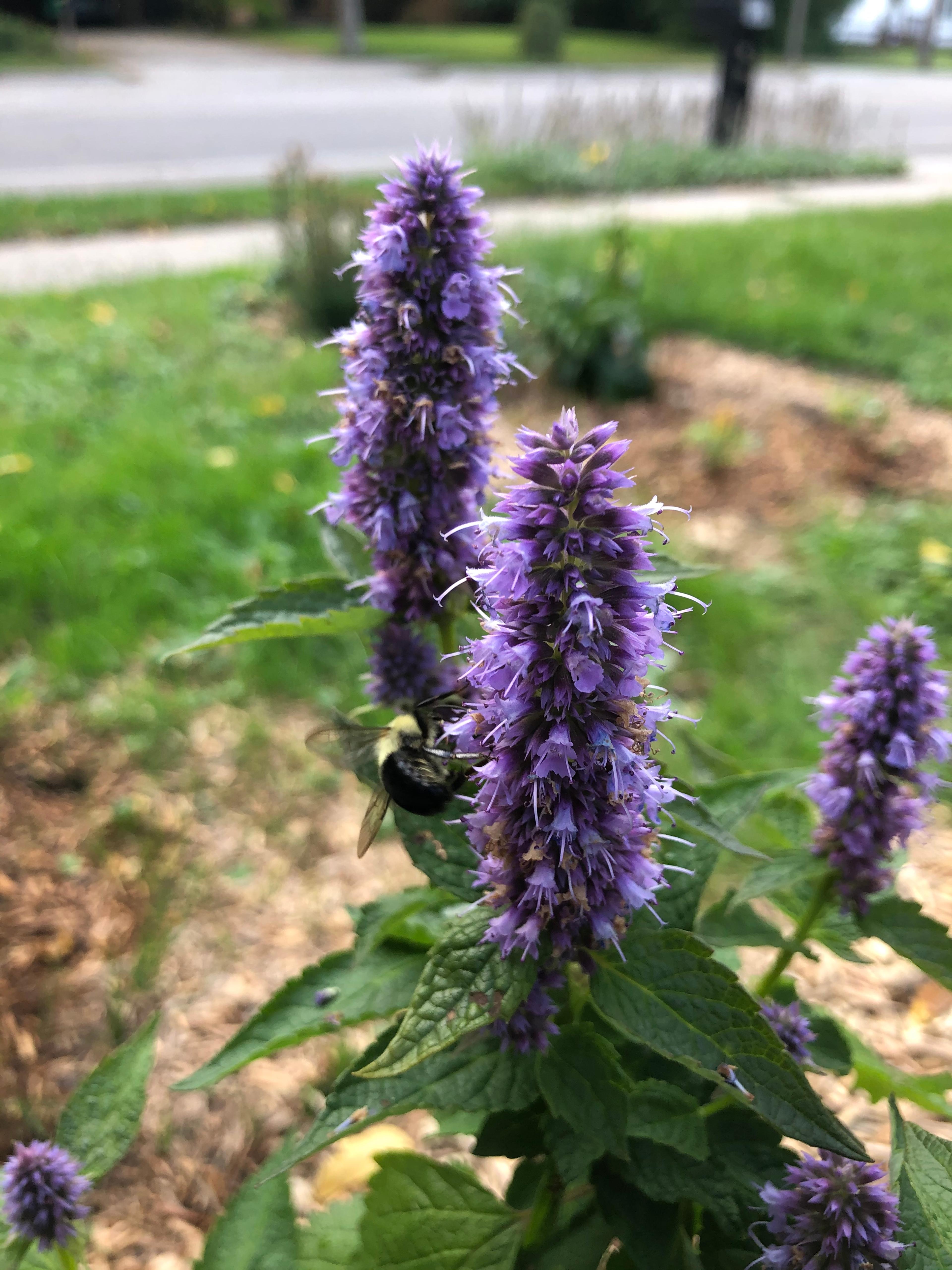Giant Hyssop (Agastache Hybrids) — perennial for full or half; creating a cohesive and dynamic garden plot, image 108