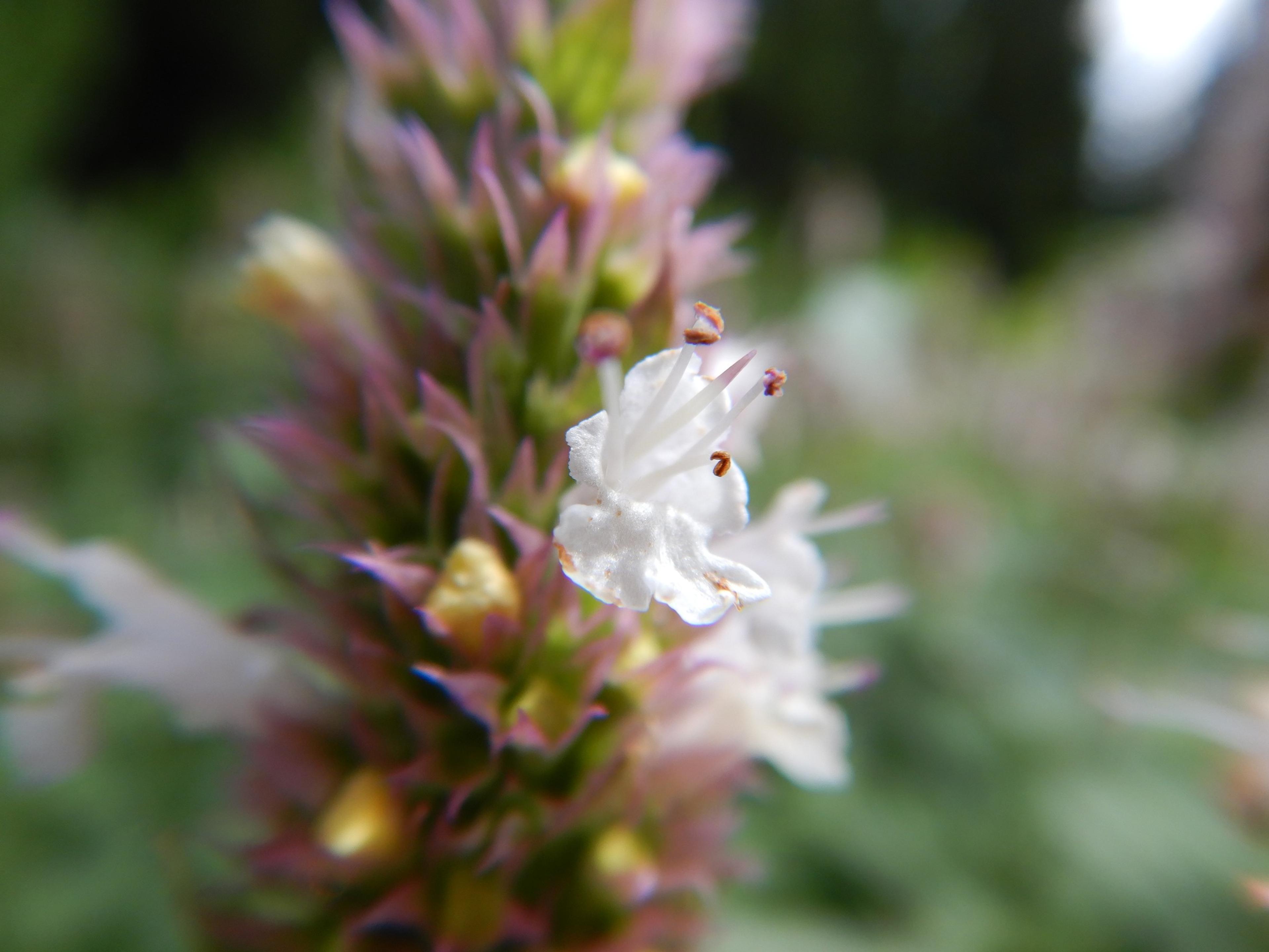 Giant Hyssop (Agastache Hybrids) — attracting hummingbirds and butterflies; providing a generous display that attracts hummingbirds