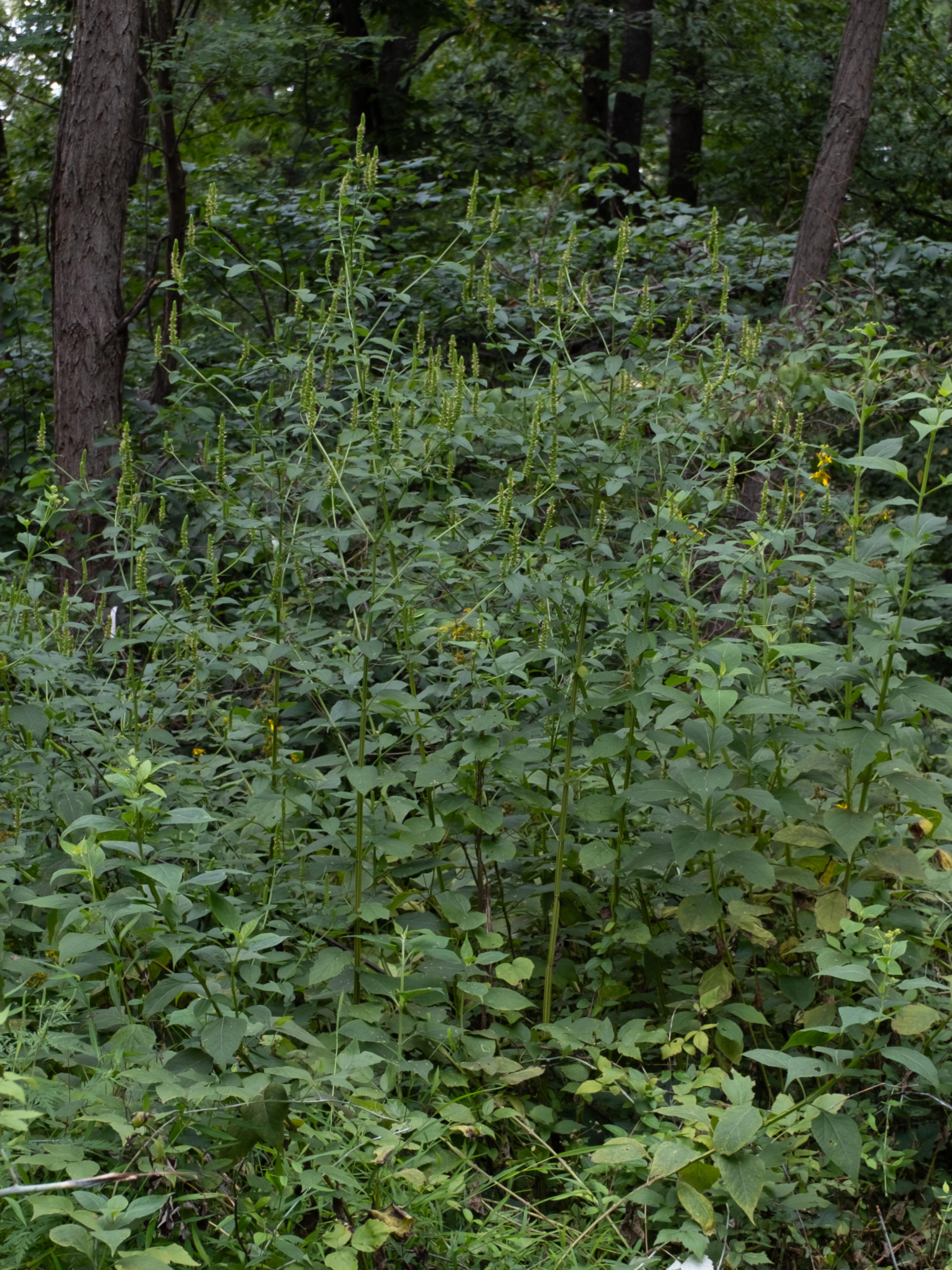 Giant Hyssop (Agastache Hybrids) — also adds a sensory aspect to the garden