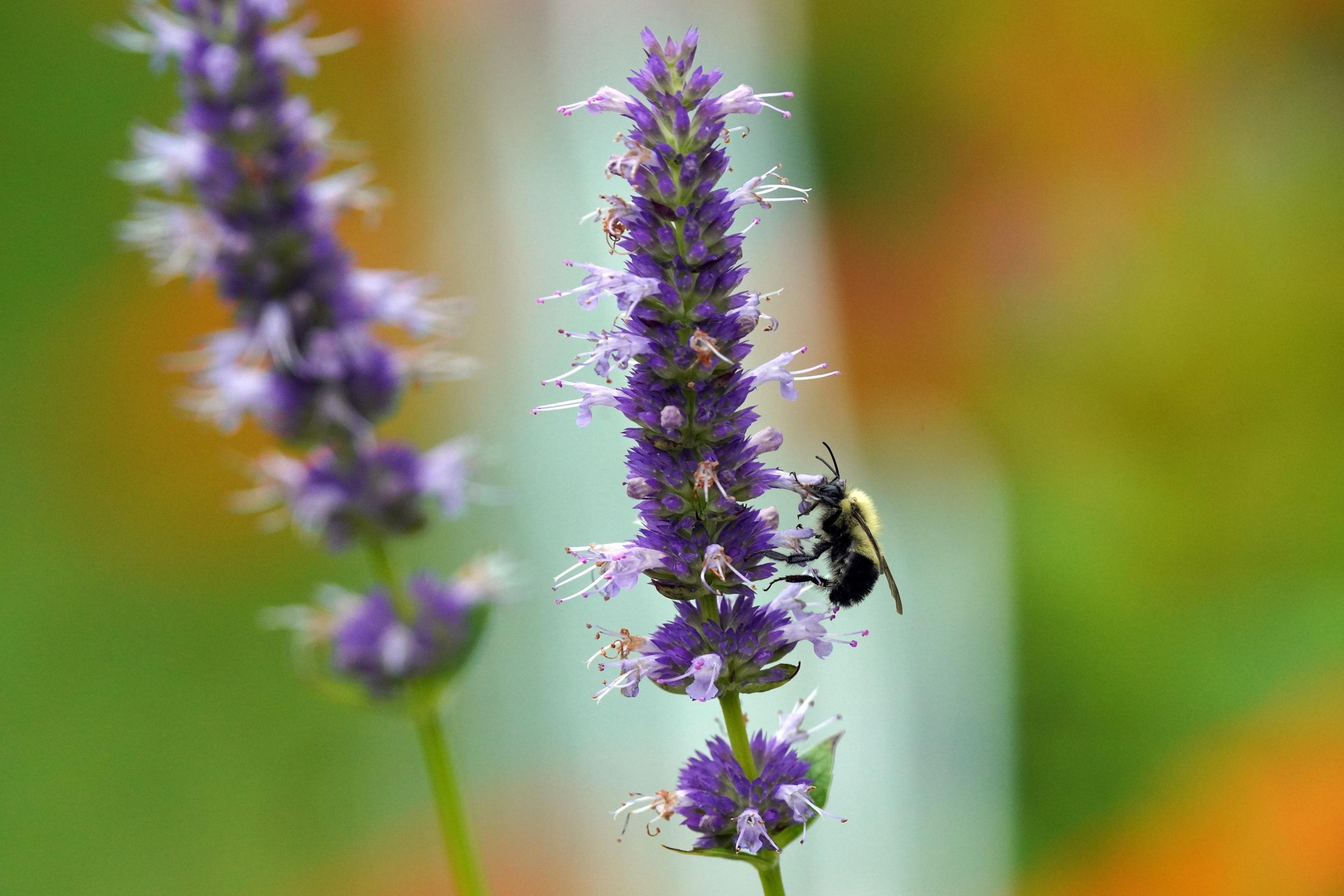 Giant Hyssop (Agastache Hybrids) — slow-release fertilizer in the spring to encourage vigorous growth.<br><br>Giant Hyssop's aromatic foliage, image 96