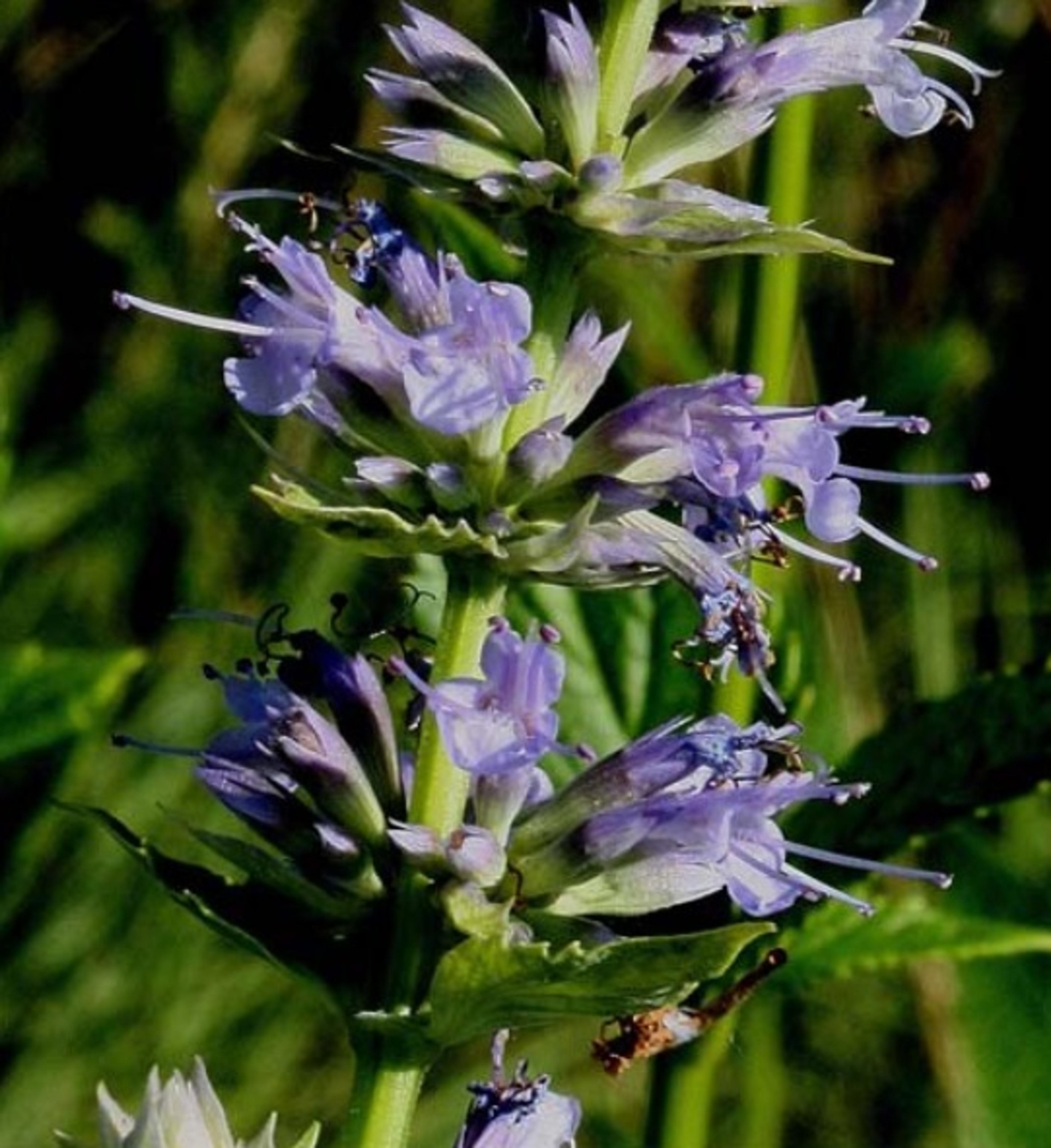 Giant Hyssop (Agastache Hybrids) — reminiscent of mint or anise when crushed; the Giant Hyssop (Agastache hybrids) is a hardy perennial favored for, image 124
