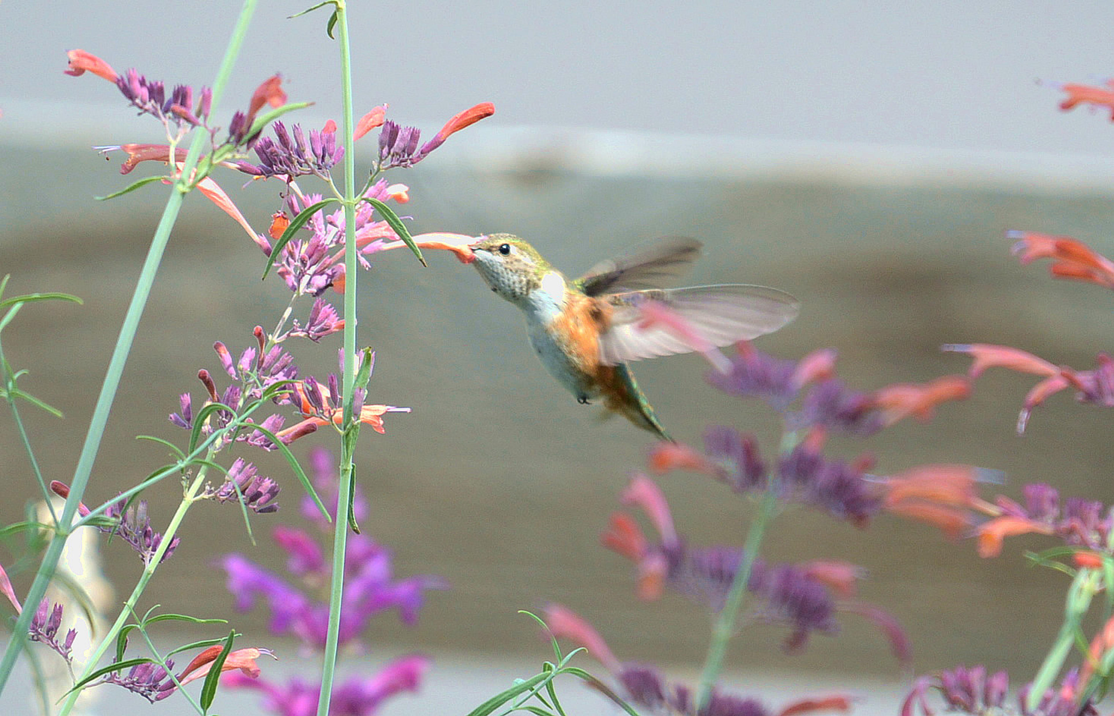 Giant Hyssop (Agastache Hybrids) — The flowers bloom from midsummer to fall; ideal conditions would include a soil pH ranging between 6.0 and 8.0, image 91