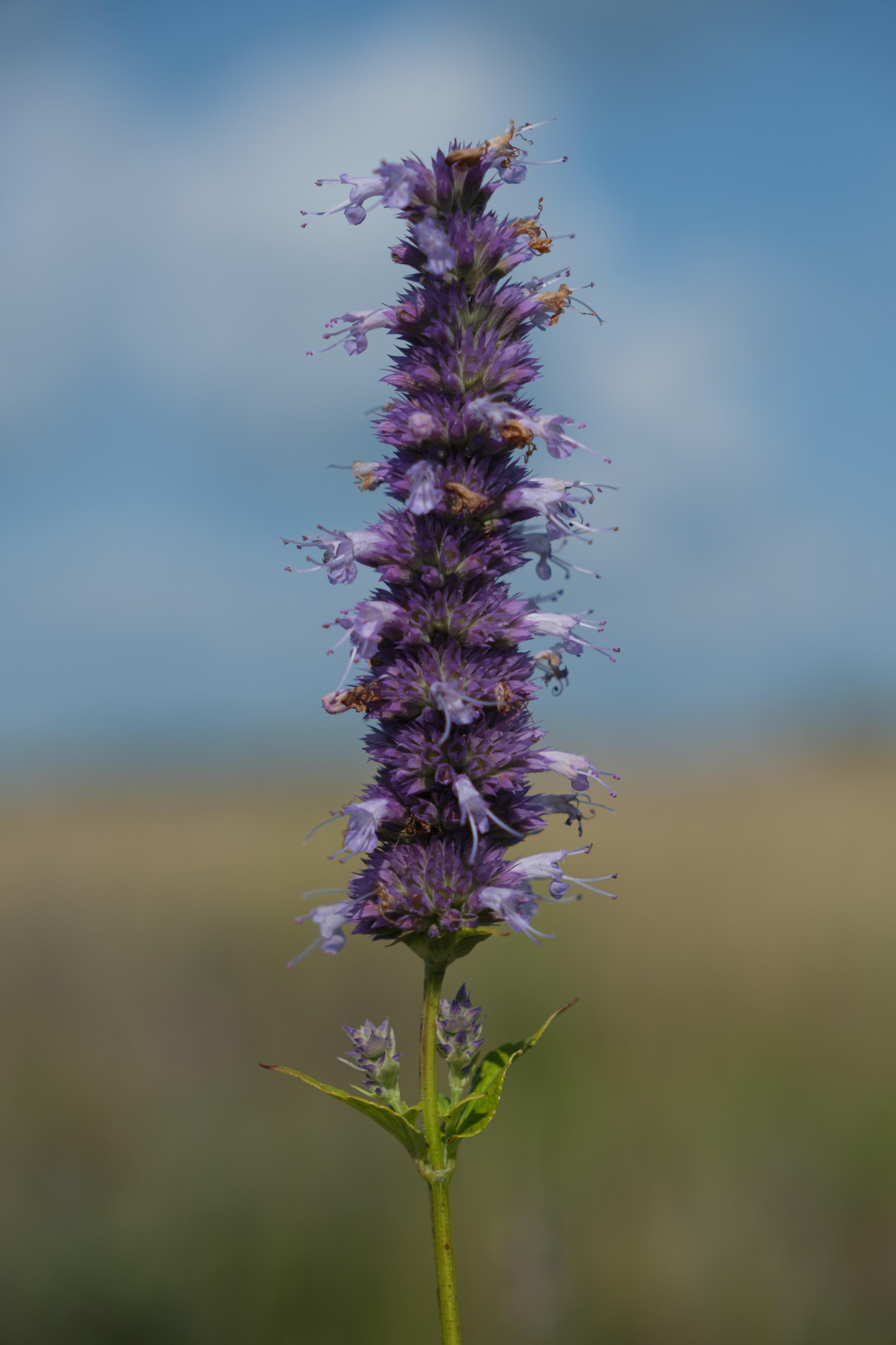 Giant Hyssop (Agastache Hybrids) — attracting hummingbirds and butterflies; providing a generous display that attracts hummingbirds, image 56