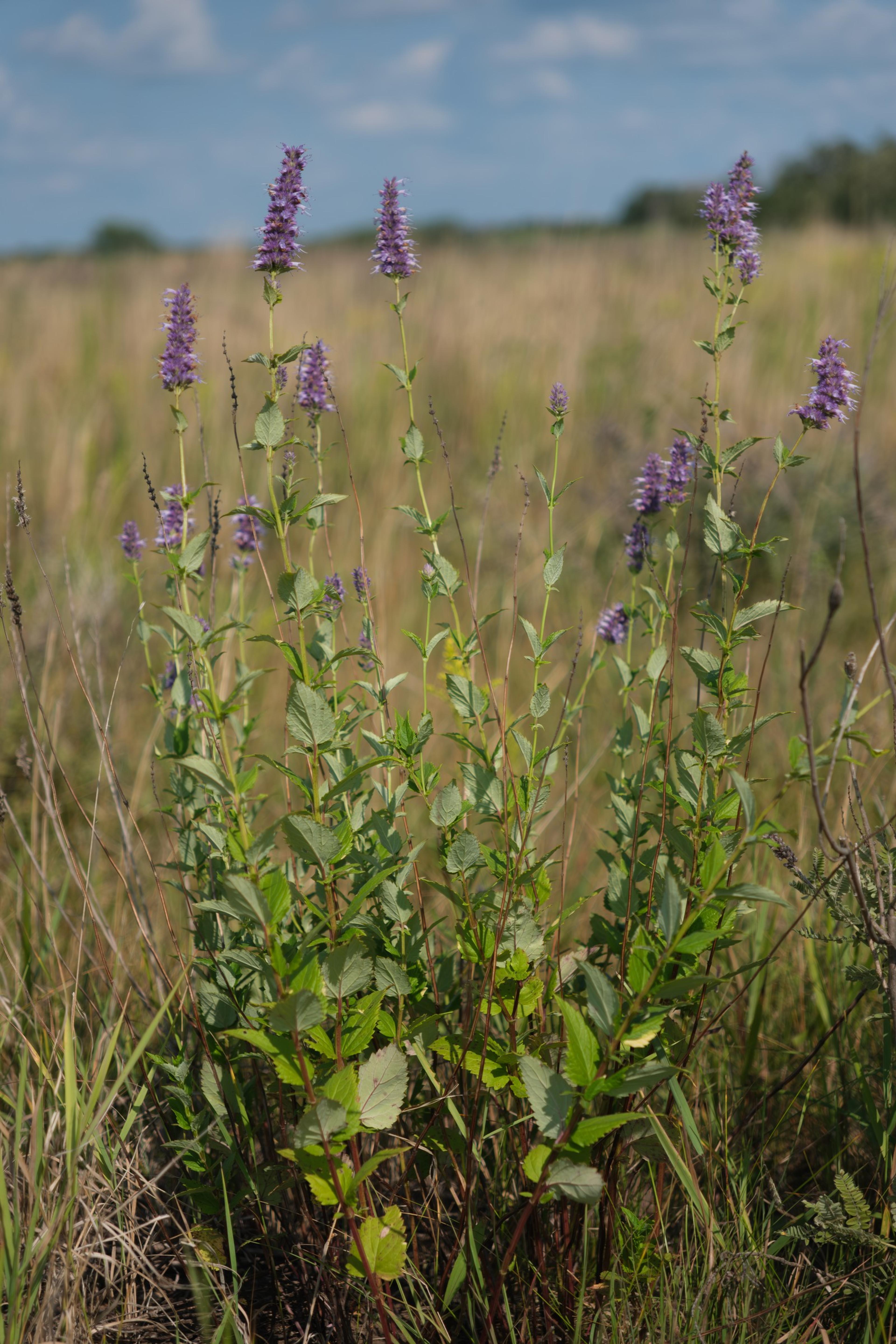Giant Hyssop (Agastache Hybrids) — though deadheading can promote additional blooming and prevent self-seeding if desired; reminiscent of mint or anise when