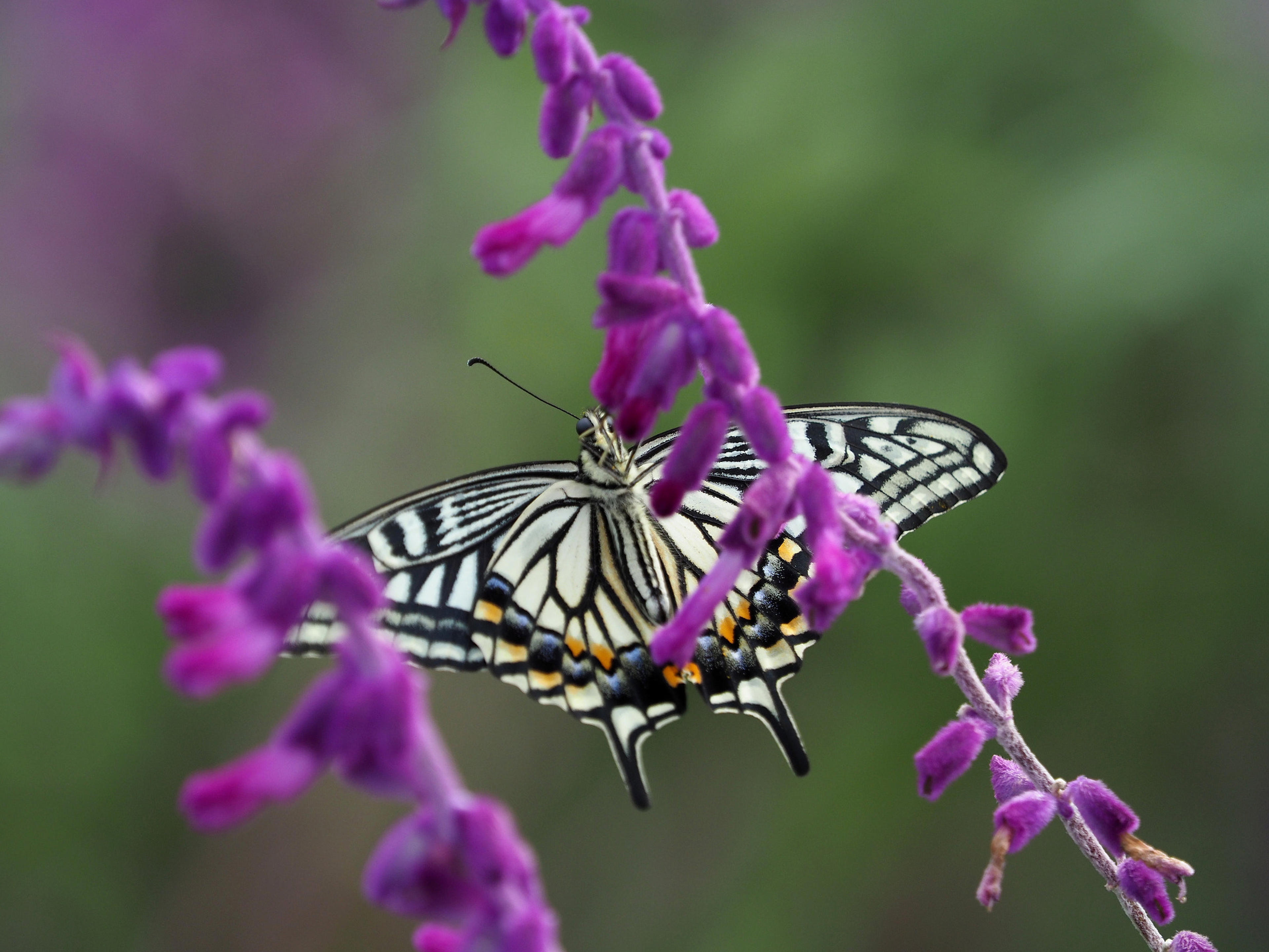 Mexican Sage (Salvia Leucantha) — With its origin in Mexico and Central America; and as attractants for pollinators such as bees, image 50