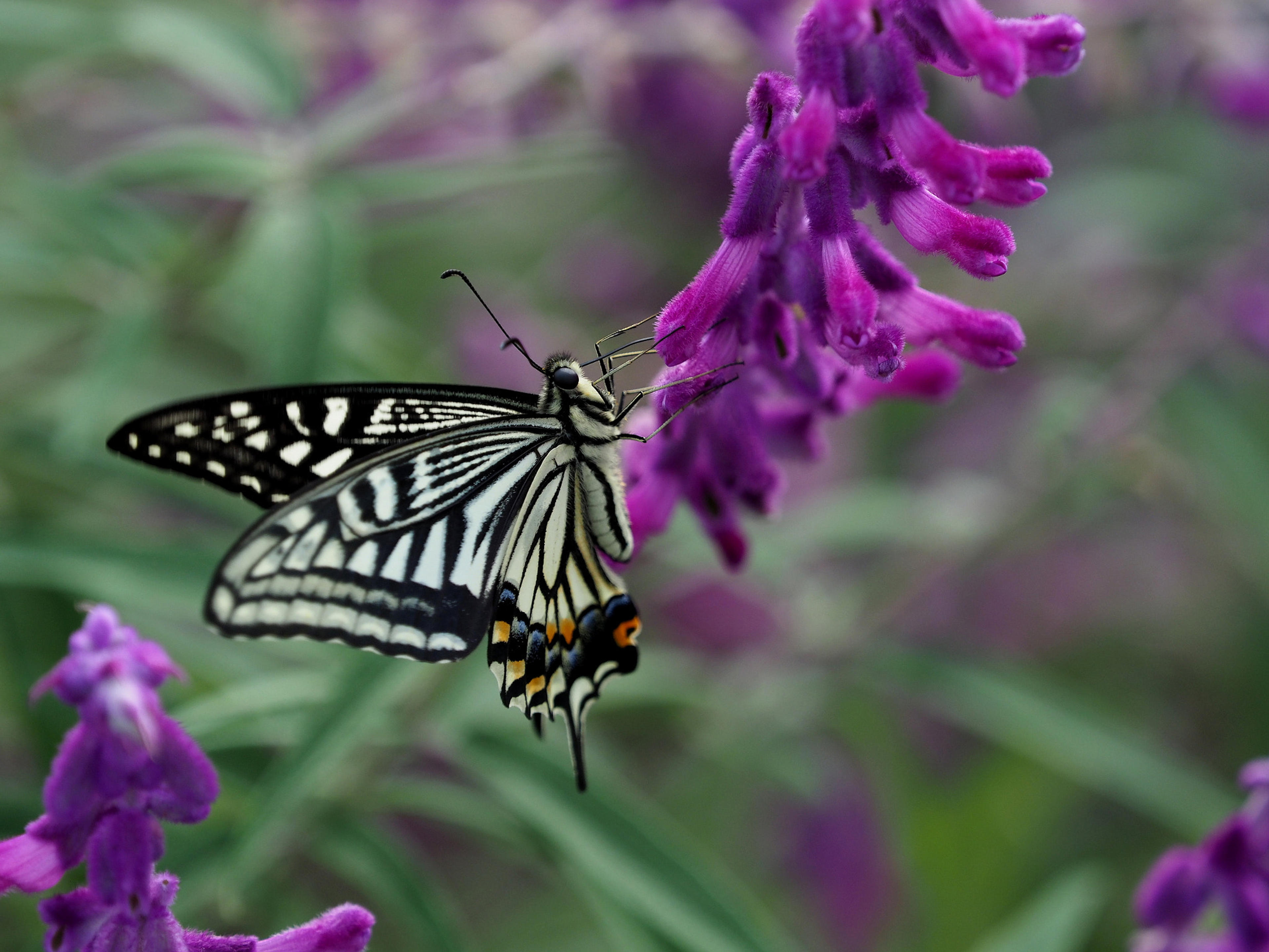 Mexican Sage (Salvia Leucantha) — These flower spikes can reach up to 10 to 12 inches in length; it is a drought-tolerant species once established