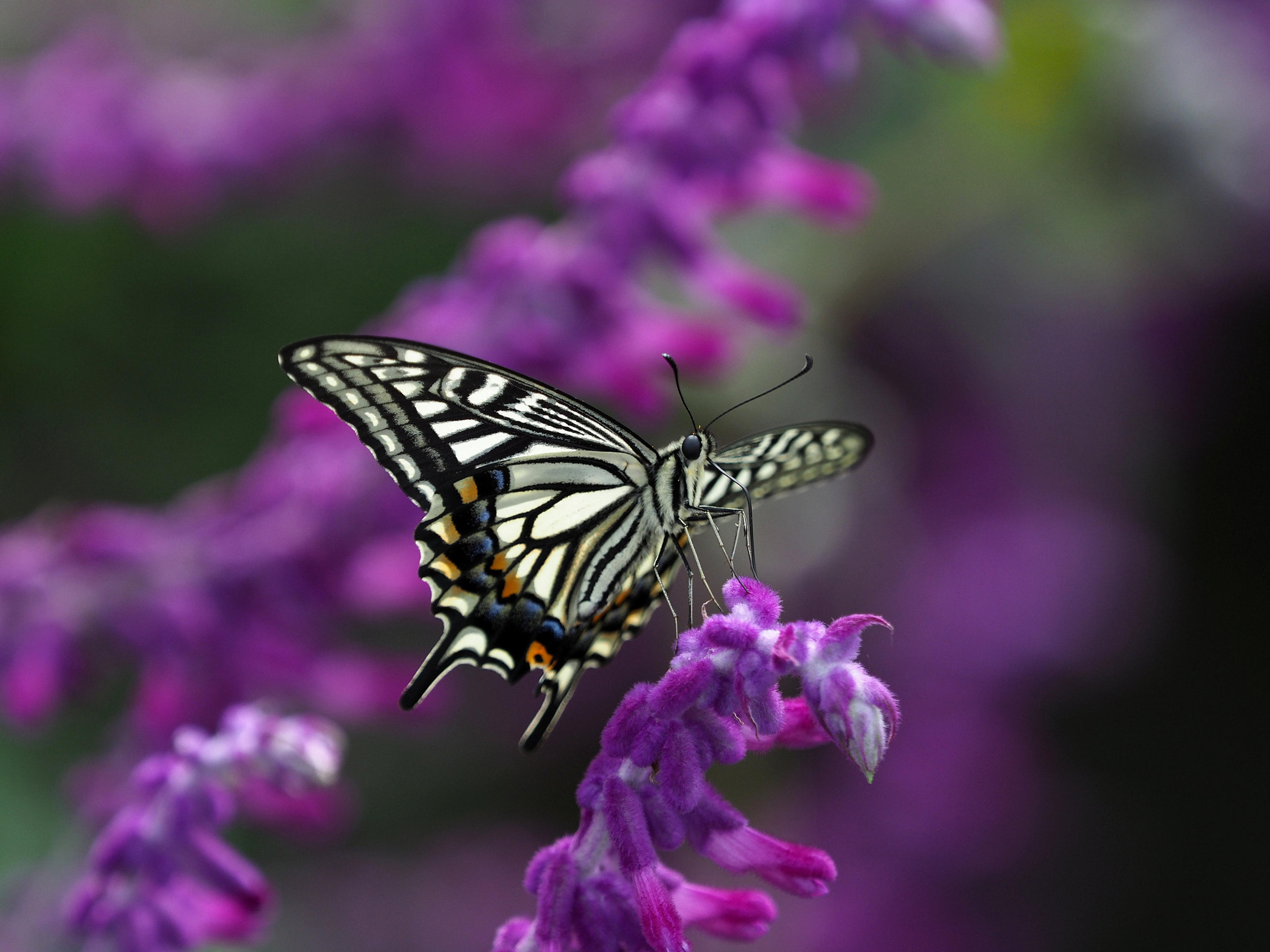 Mexican Sage (Salvia Leucantha) — Its long-blooming nature and showy flowers are ideal for borders; shrub with purple blooms, image 82