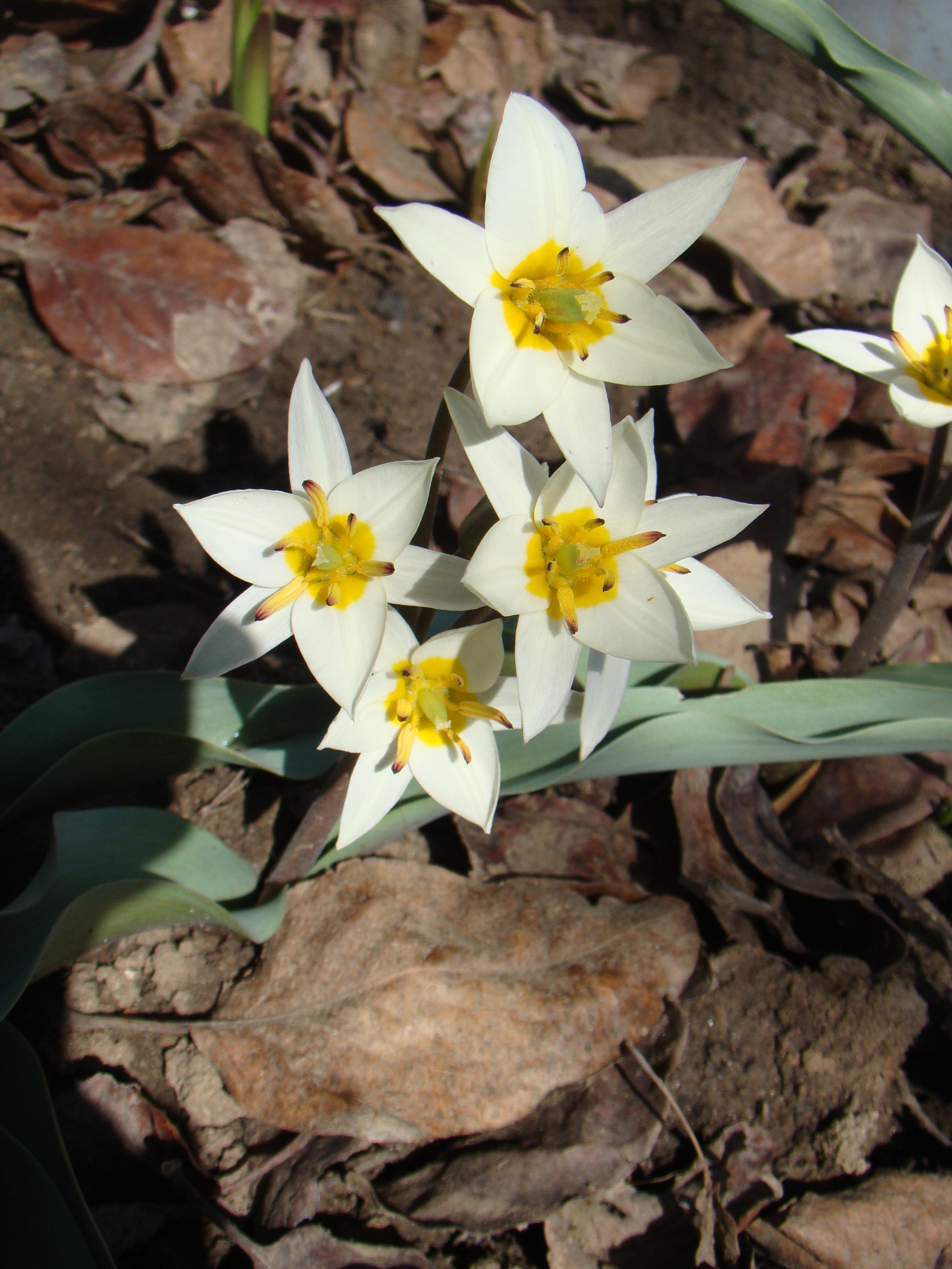 Botanical Tulip (Tulipa Turkestanica) — It boasts 1-12 star-shaped, cream to white flowers with a yellow center per stem; open wide under the, image 138