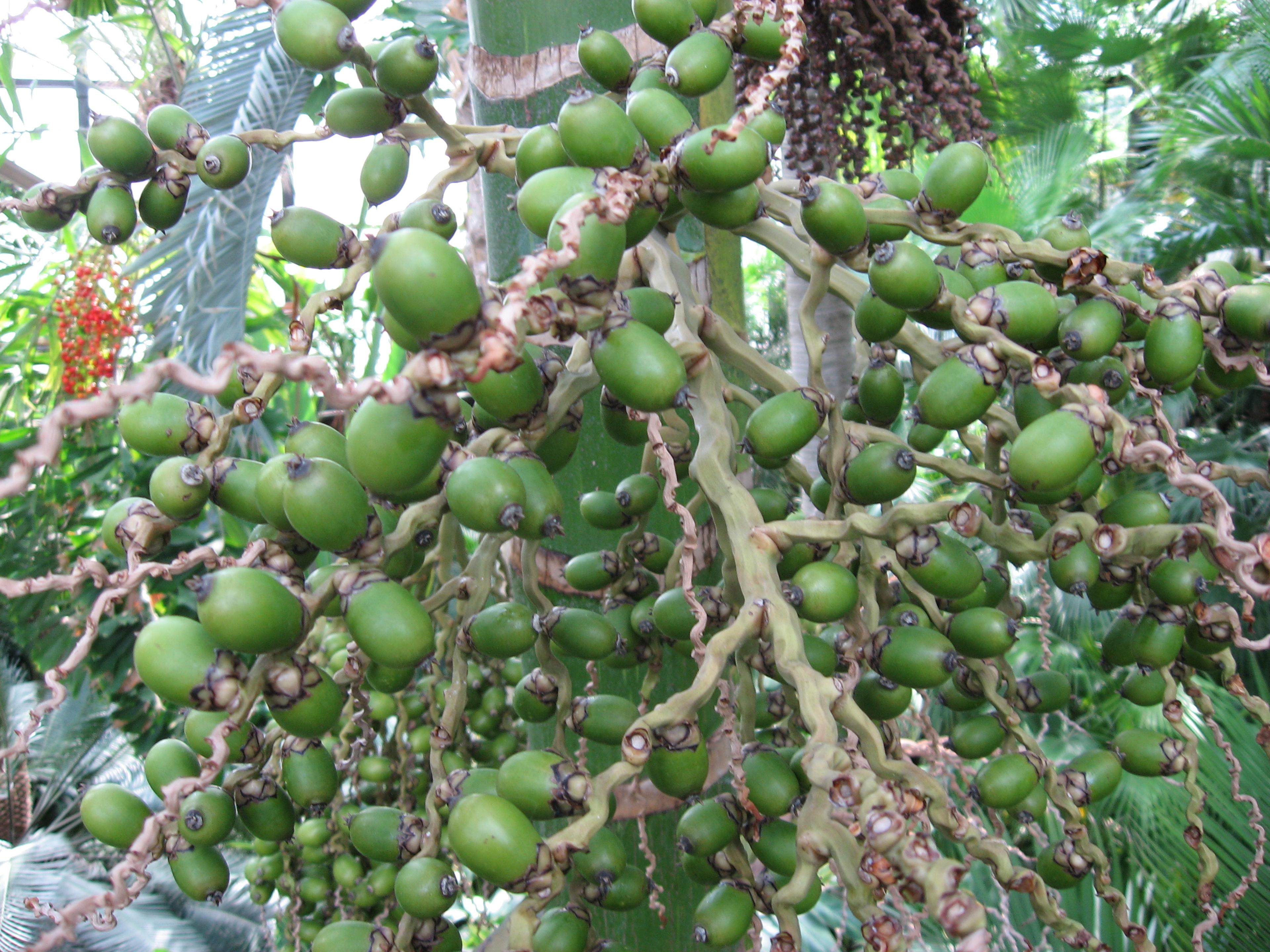 Flamethrower Palm (Chambeyronia Macrocarpa) — palm with white blooms