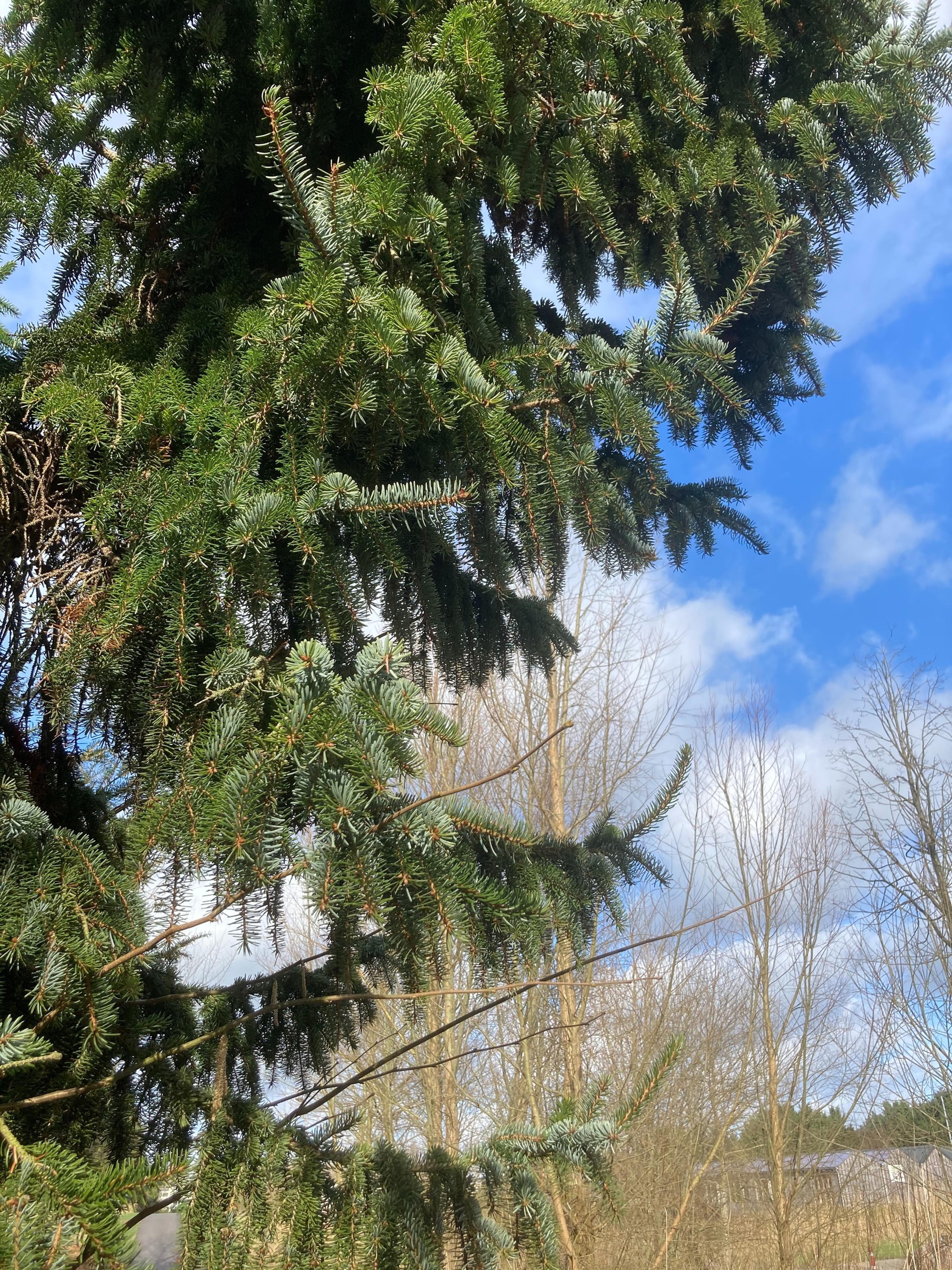 Serbian Spruce (Picea Omorika) — Native to the Balkan Peninsula; highly prized in landscape design for its graceful form and rich texture, image 61