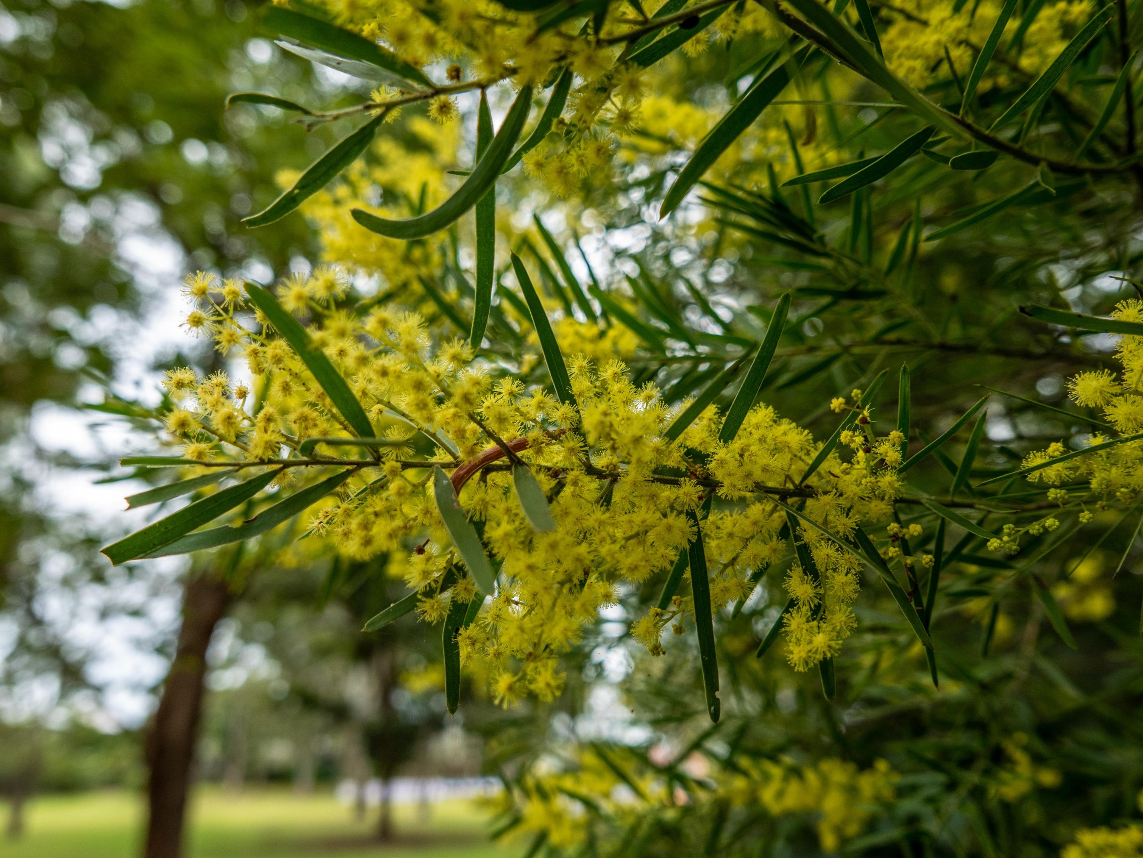 Fringed Wattle (Acacia Fimbriata) — evergreen shrub native to Australia; shrub with yellow blooms, image 46