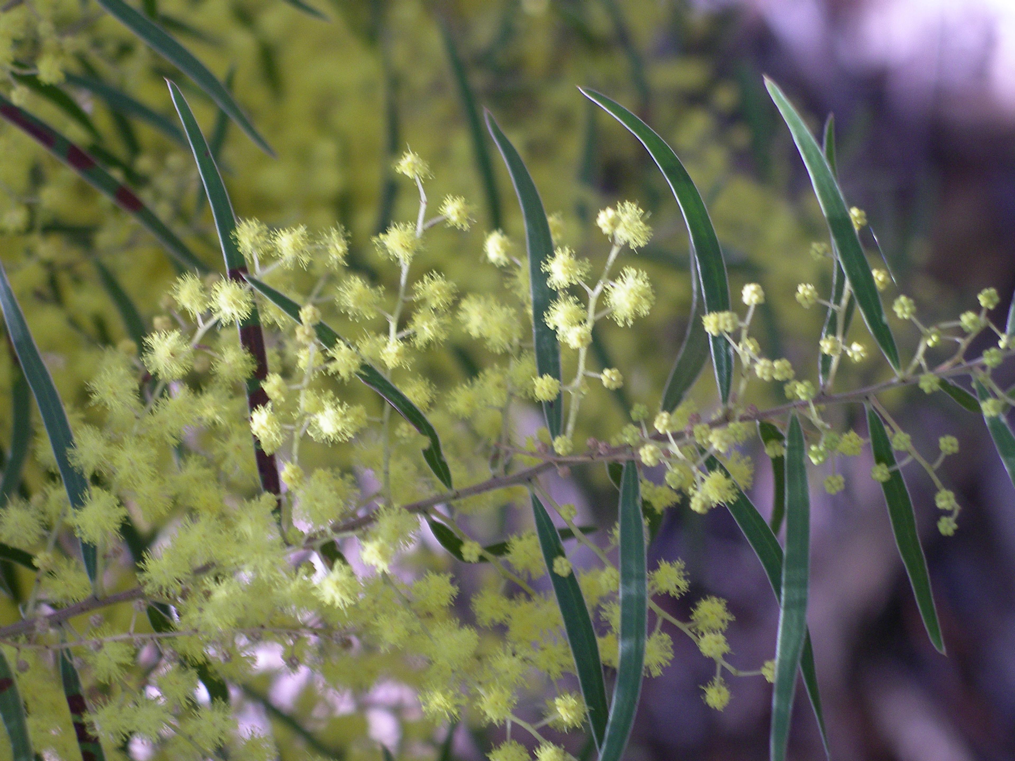 Fringed Wattle (Acacia Fimbriata) — The Fringed Wattle (Acacia fimbriata) is a captivating; this species is particularly drought-resistant once established