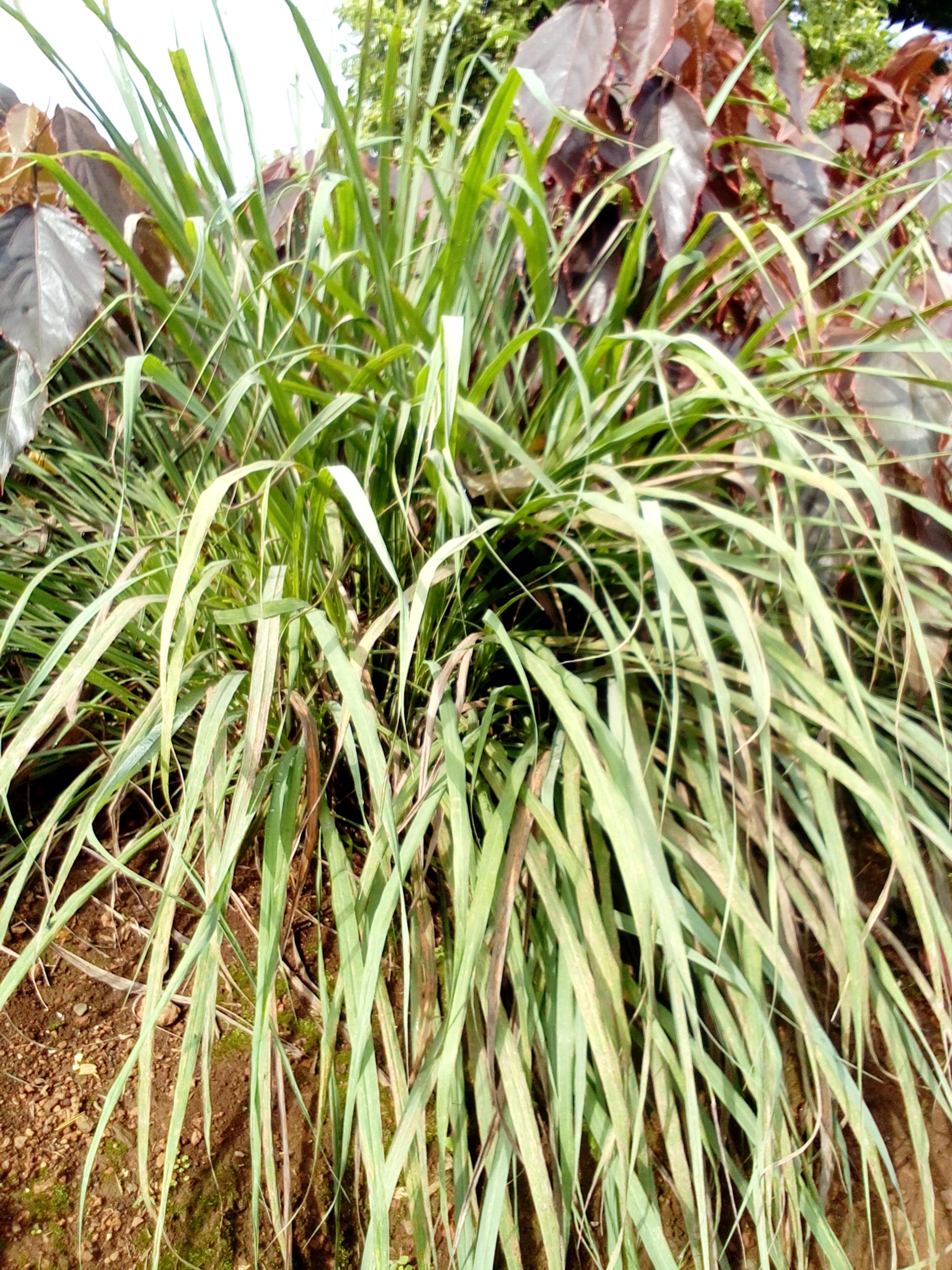 Encore Grass (Miscanthus Sinensis 'Encore') — Suitable for USDA zones 5-9, it's ideal for borders, mass plantings, or as a specimen; in late summer to early