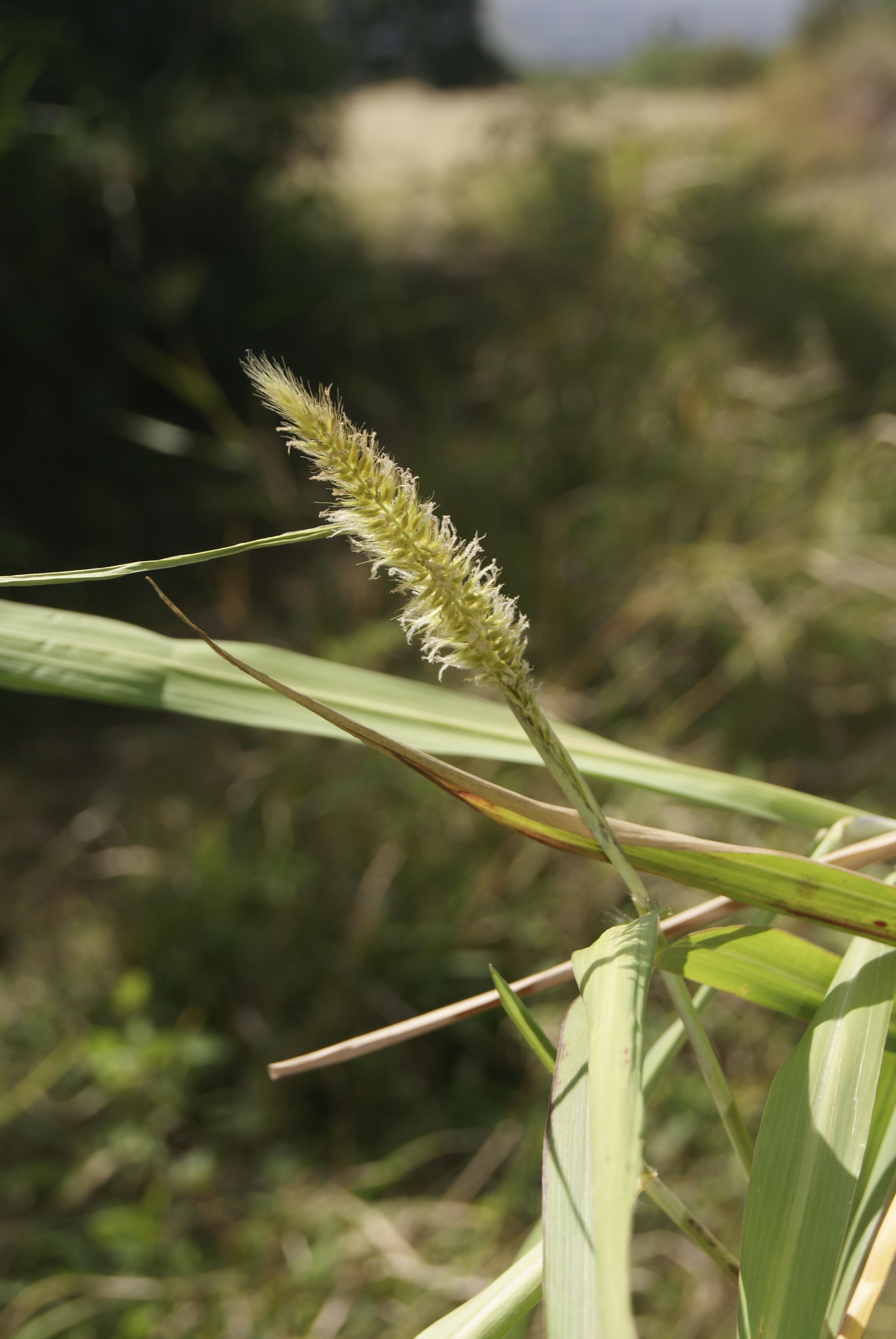 Encore Grass (Miscanthus Sinensis 'Encore') — grass for full or half